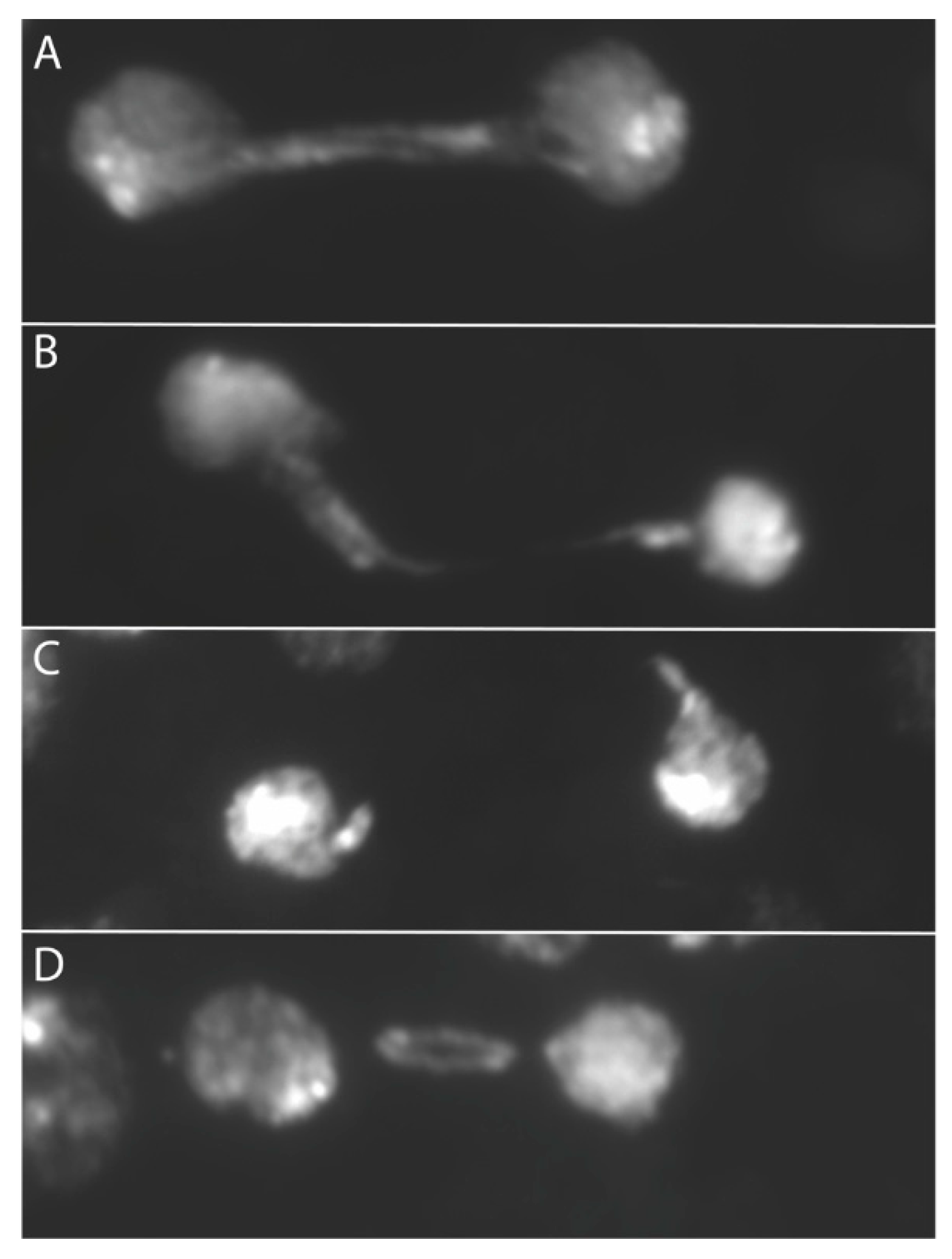 Cells 11 03550 g003 Cells 11 03550 g003