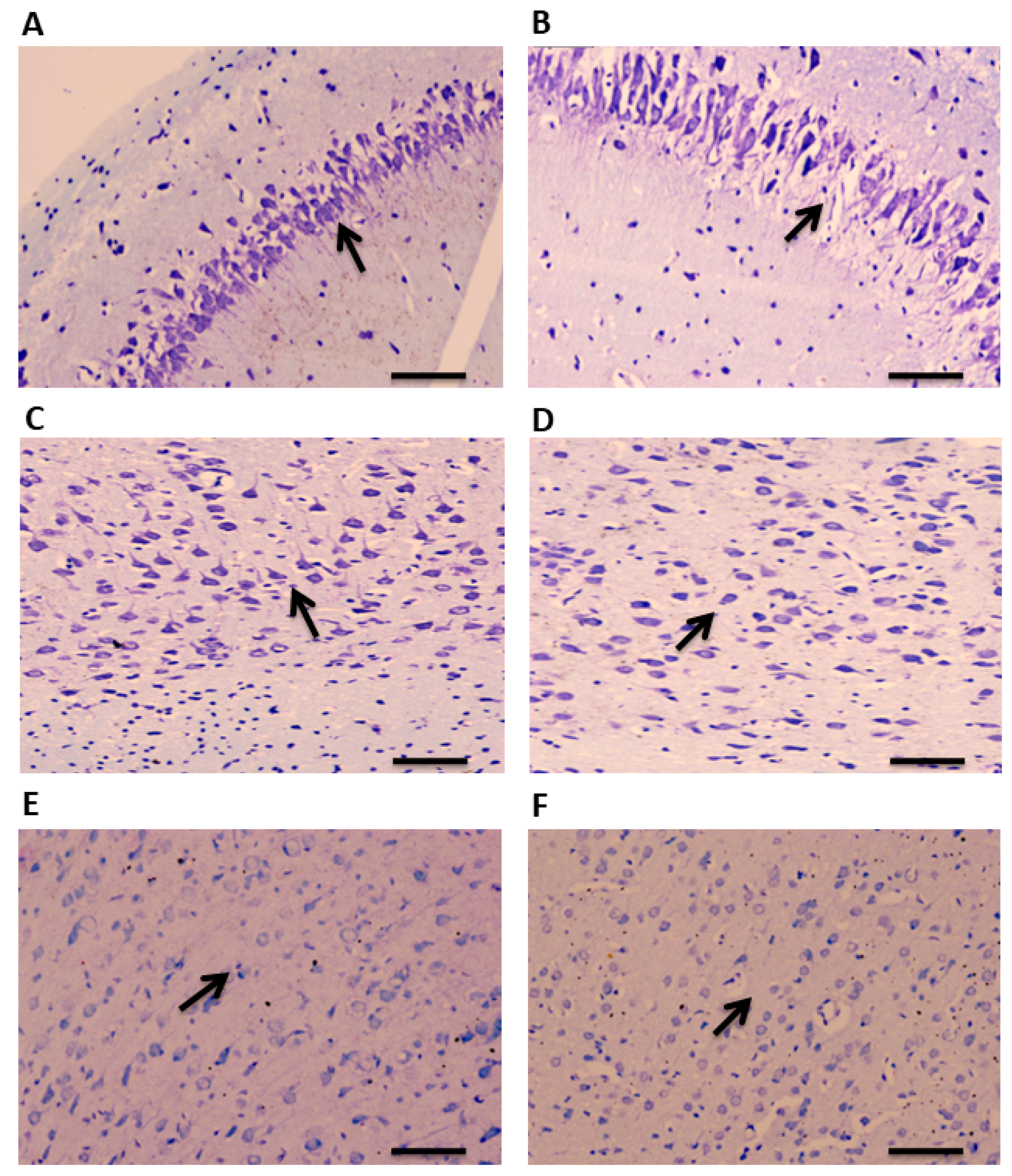 Cells 11 03560 g002 Cells 11 03560 g002