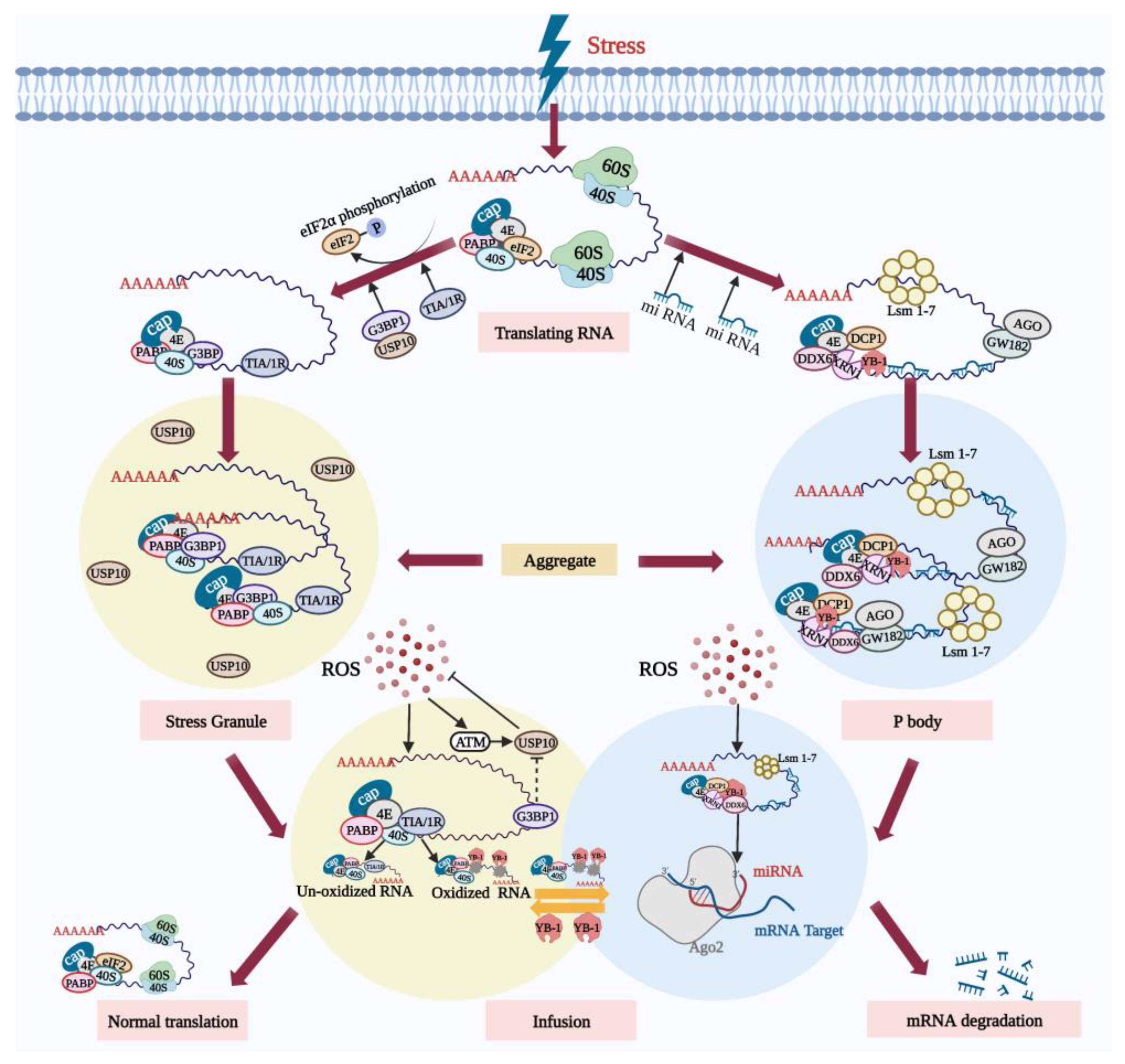 Cells 11 03573 g002 Cells 11 03573 g002