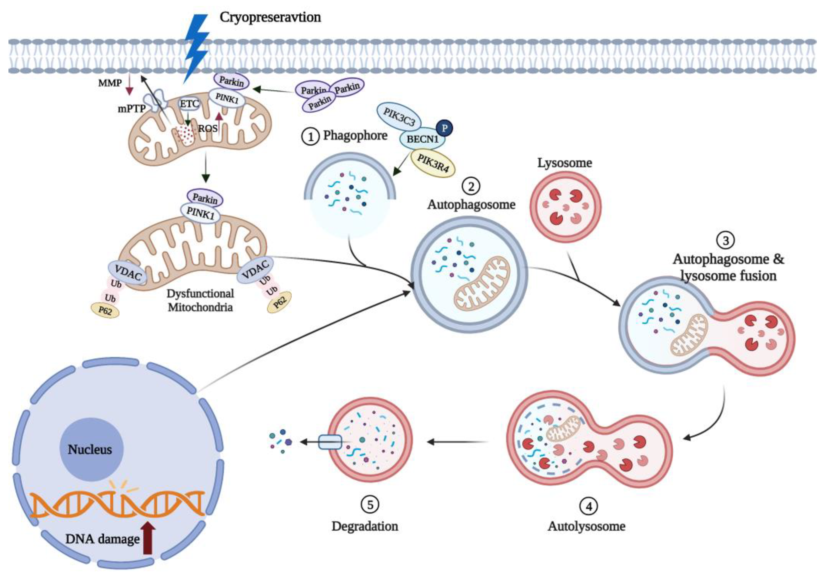 Cells 11 03573 g003 Cells 11 03573 g003