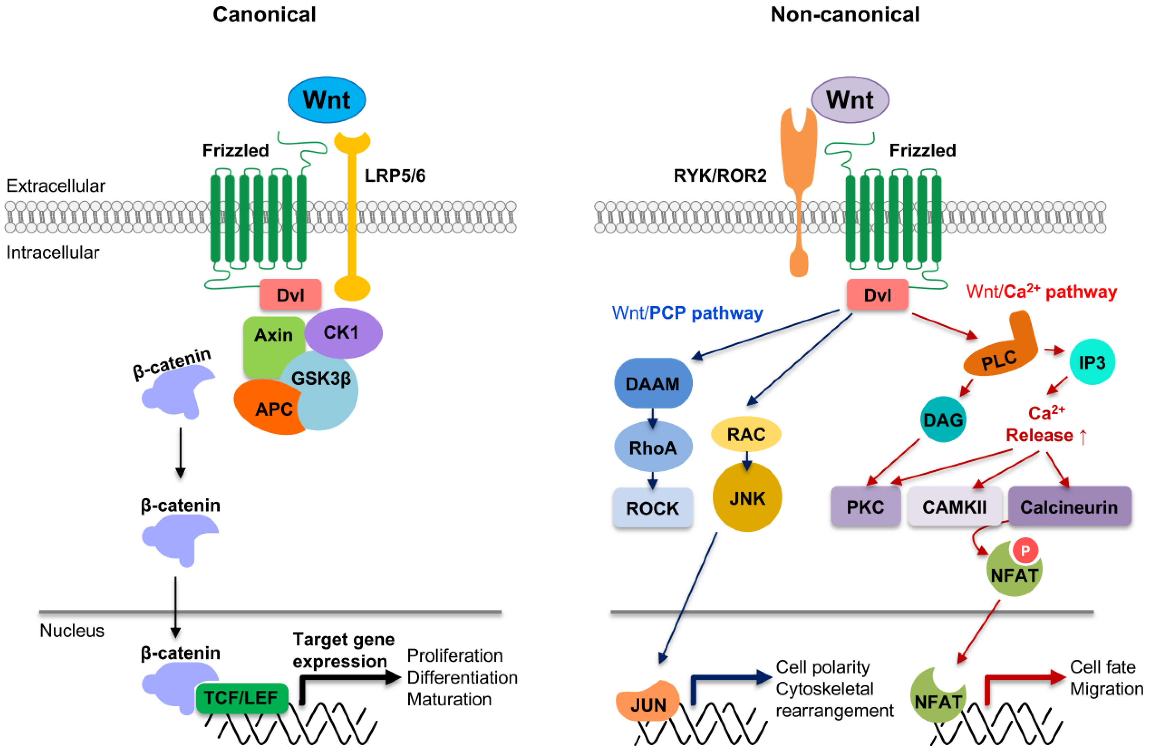 Cells 11 03592 g001 Cells 11 03592 g001