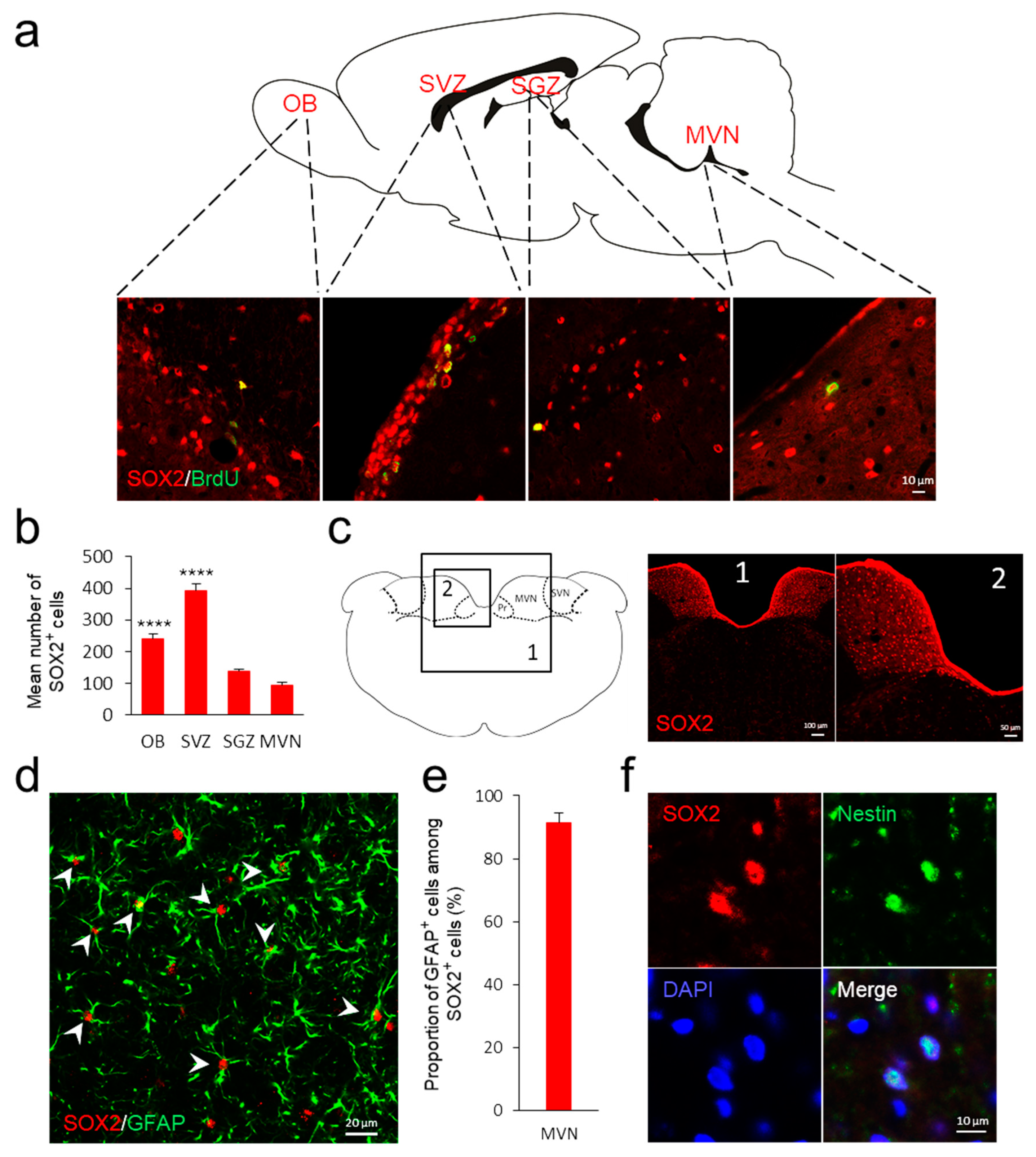 Cells 11 03598 g001 Cells 11 03598 g001
