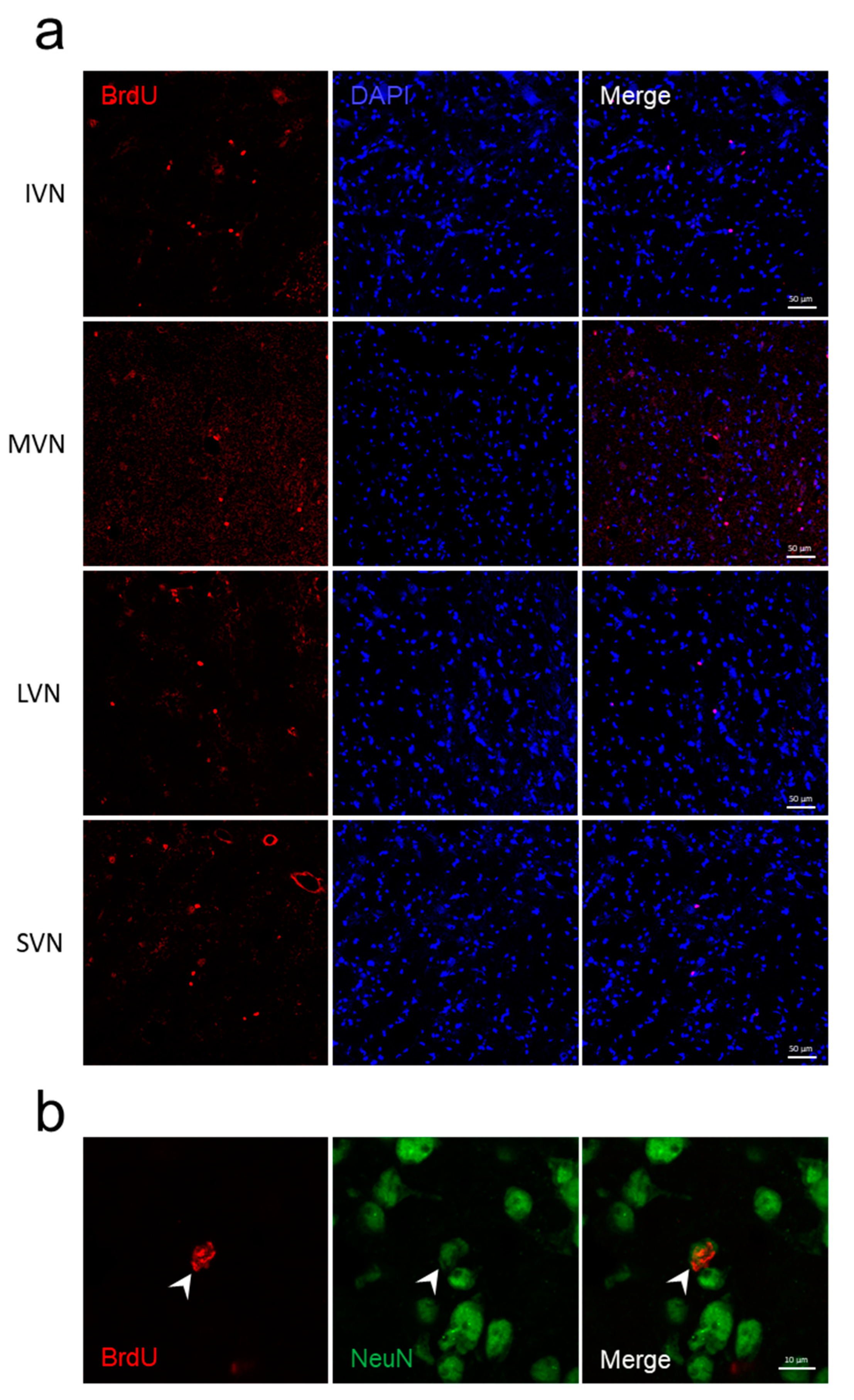 Cells 11 03598 g002 Cells 11 03598 g002