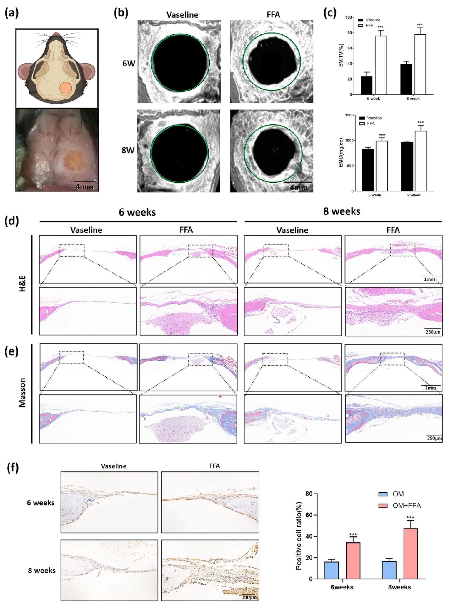 Cells 11 03620 g001 Cells 11 03620 g001