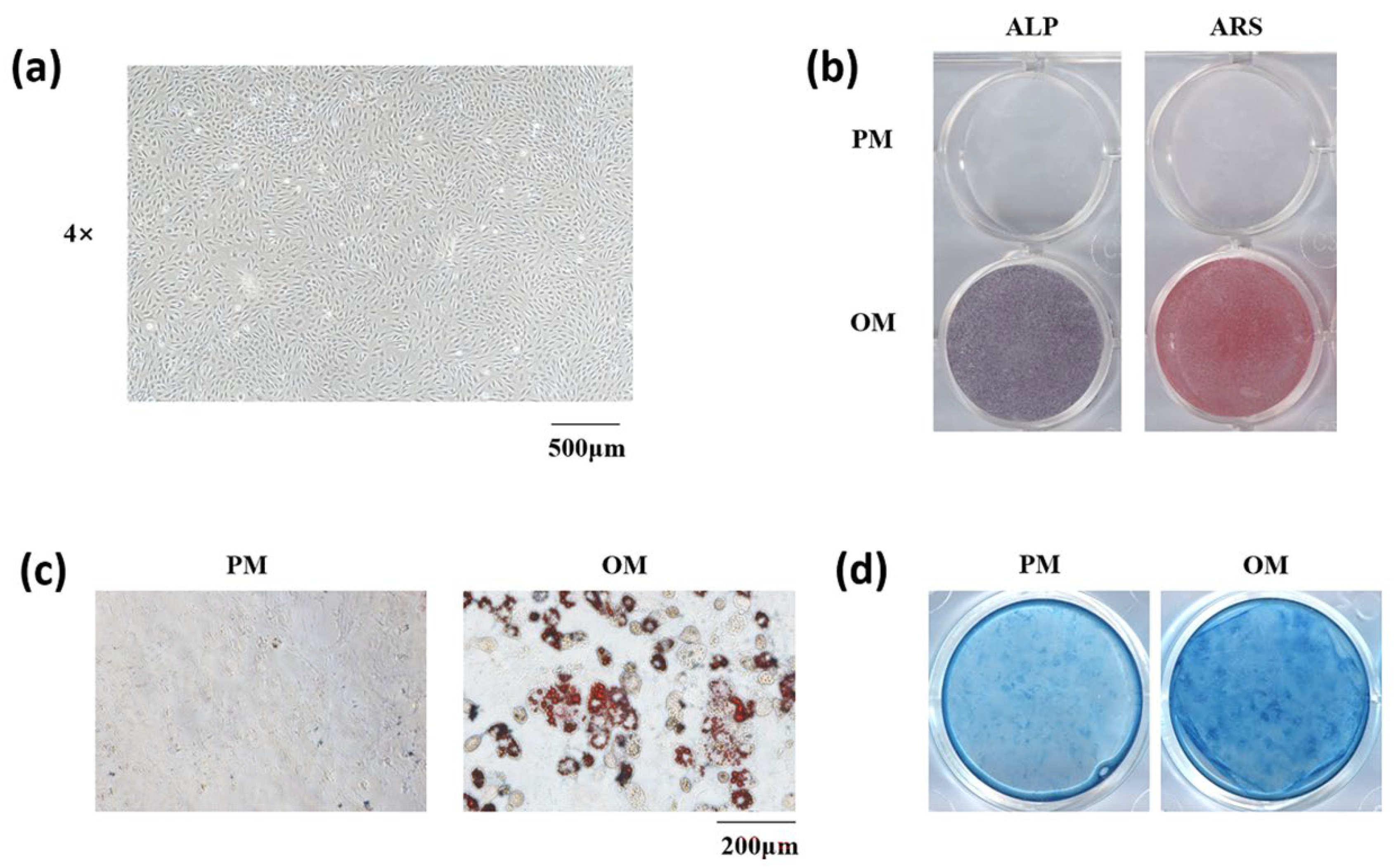 Cells 11 03620 g002 Cells 11 03620 g002