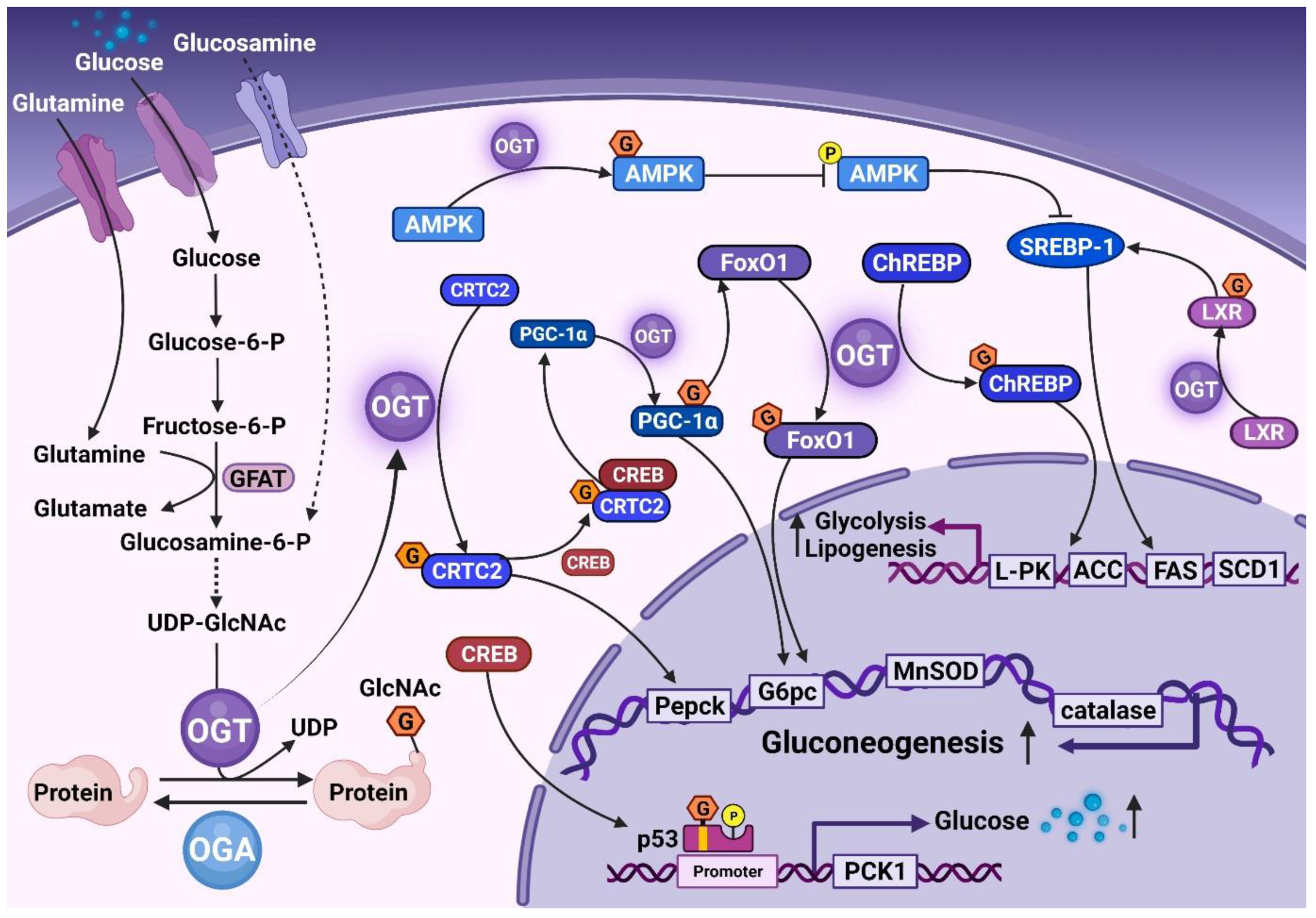 Cells 11 03637 g001 Cells 11 03637 g001