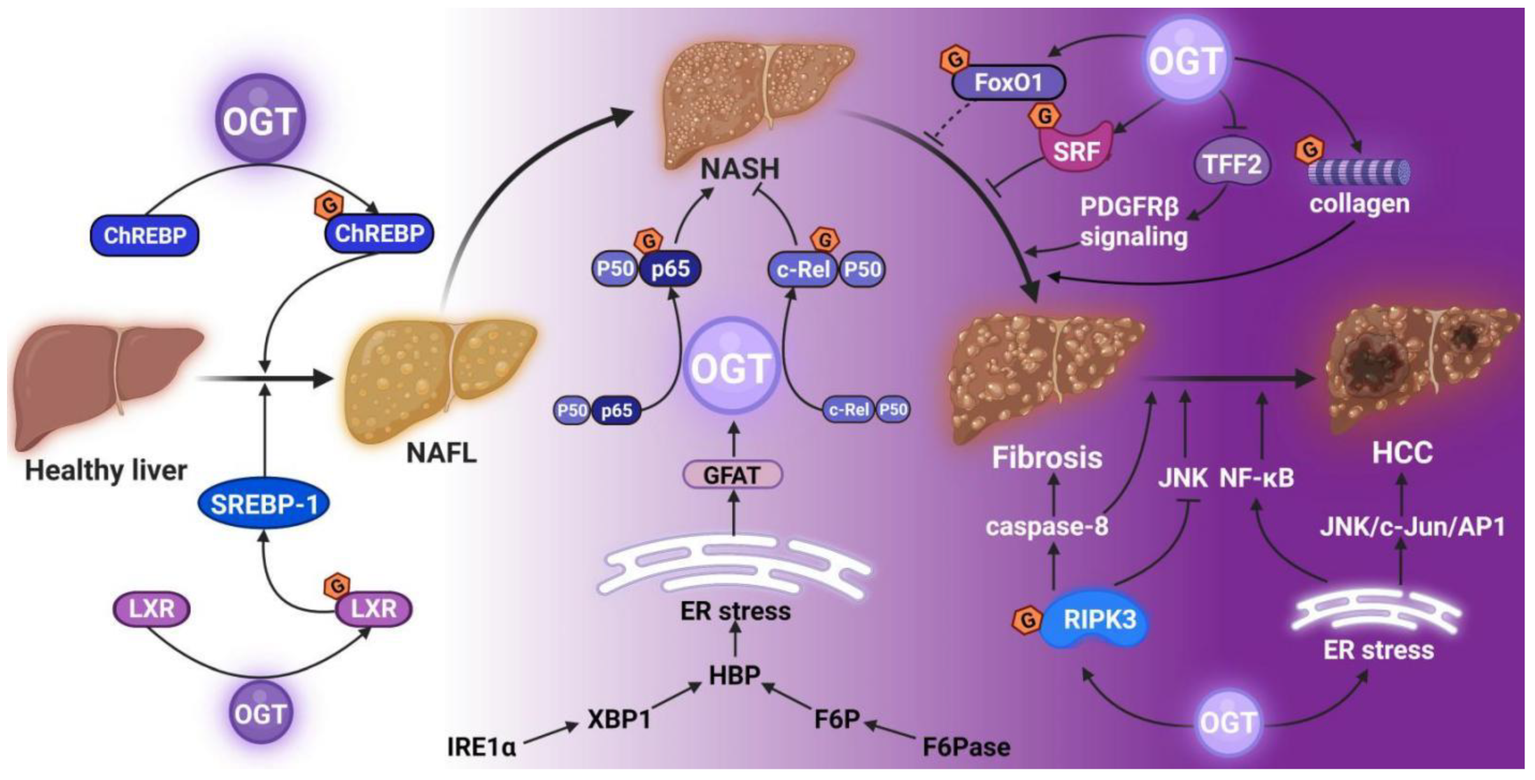 Cells 11 03637 g003 Cells 11 03637 g003