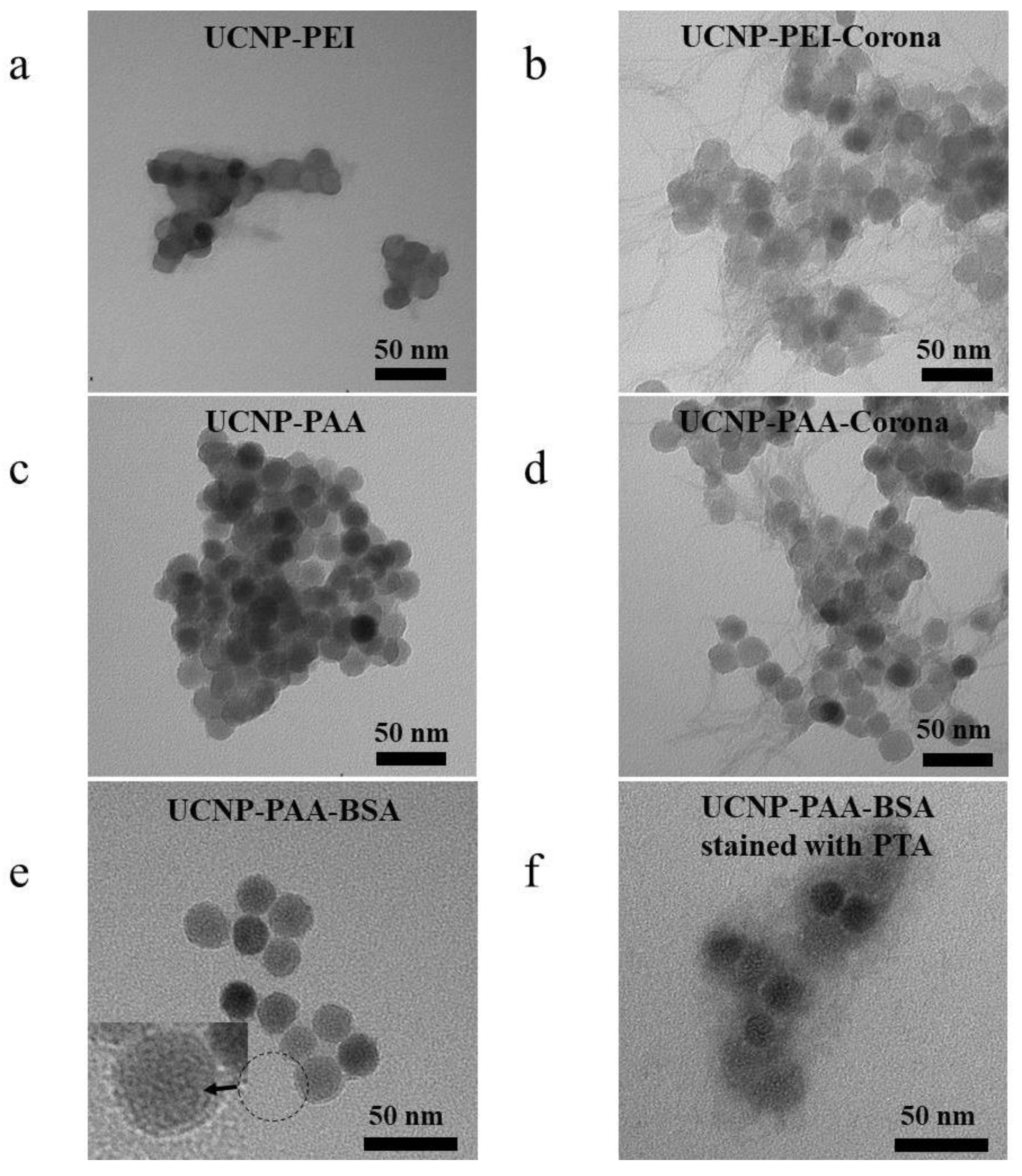 Cells 11 03644 g001 Cells 11 03644 g001