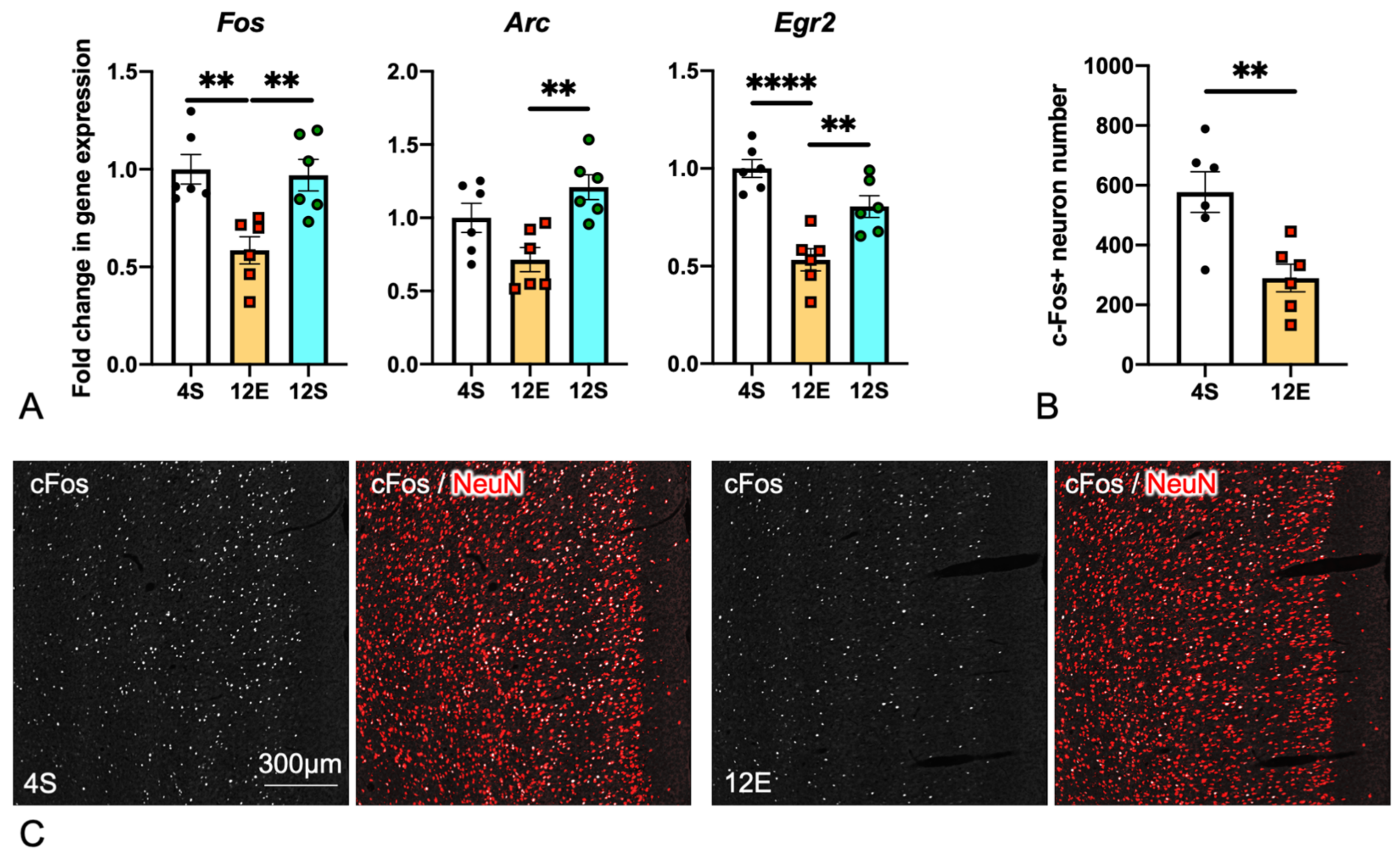 Cells 11 03649 g006 Cells 11 03649 g006
