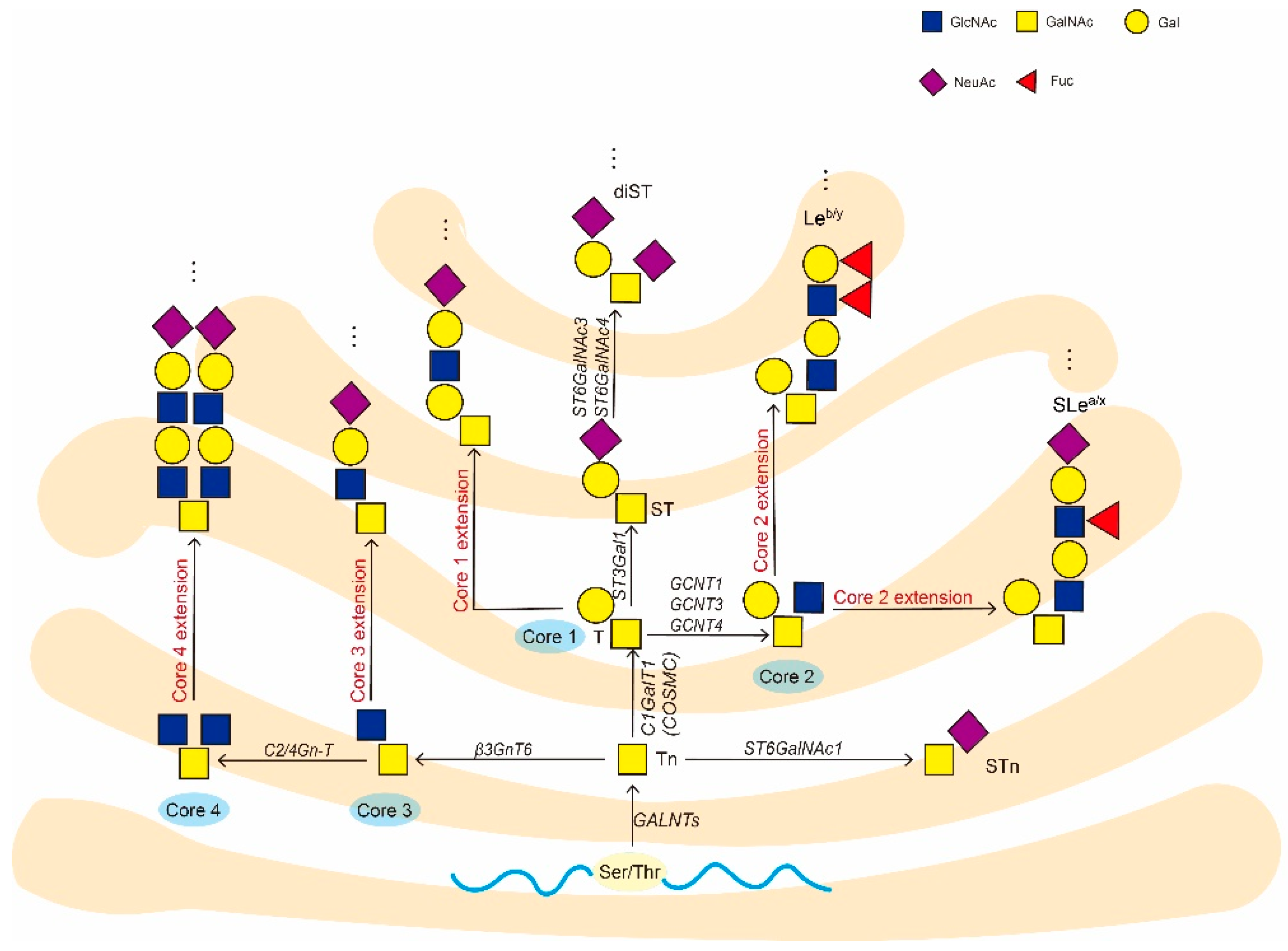 Cells 11 03666 g001 Cells 11 03666 g001
