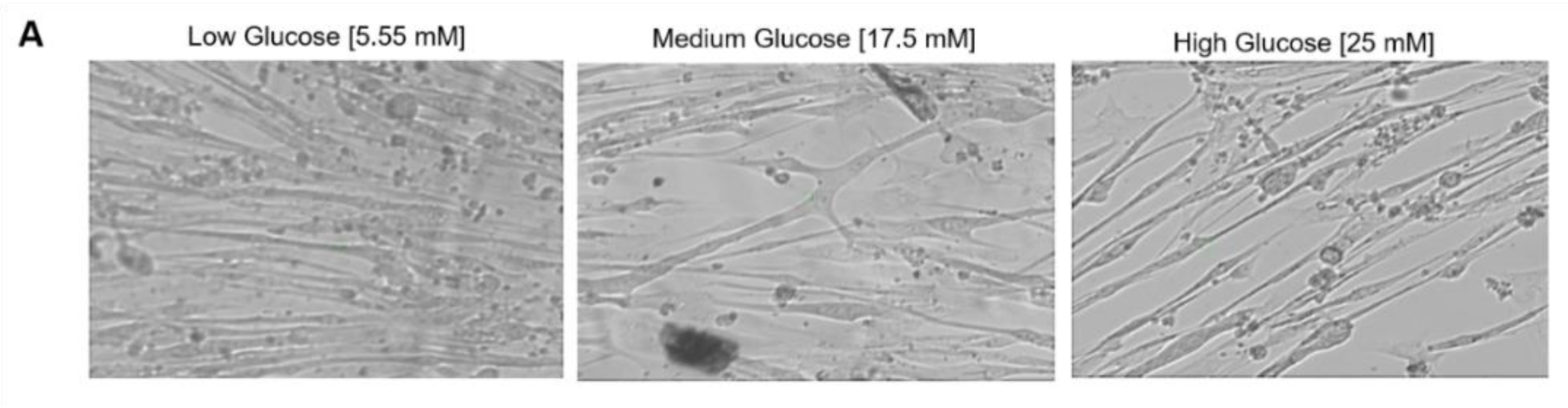Cells 11 03674 g008a
