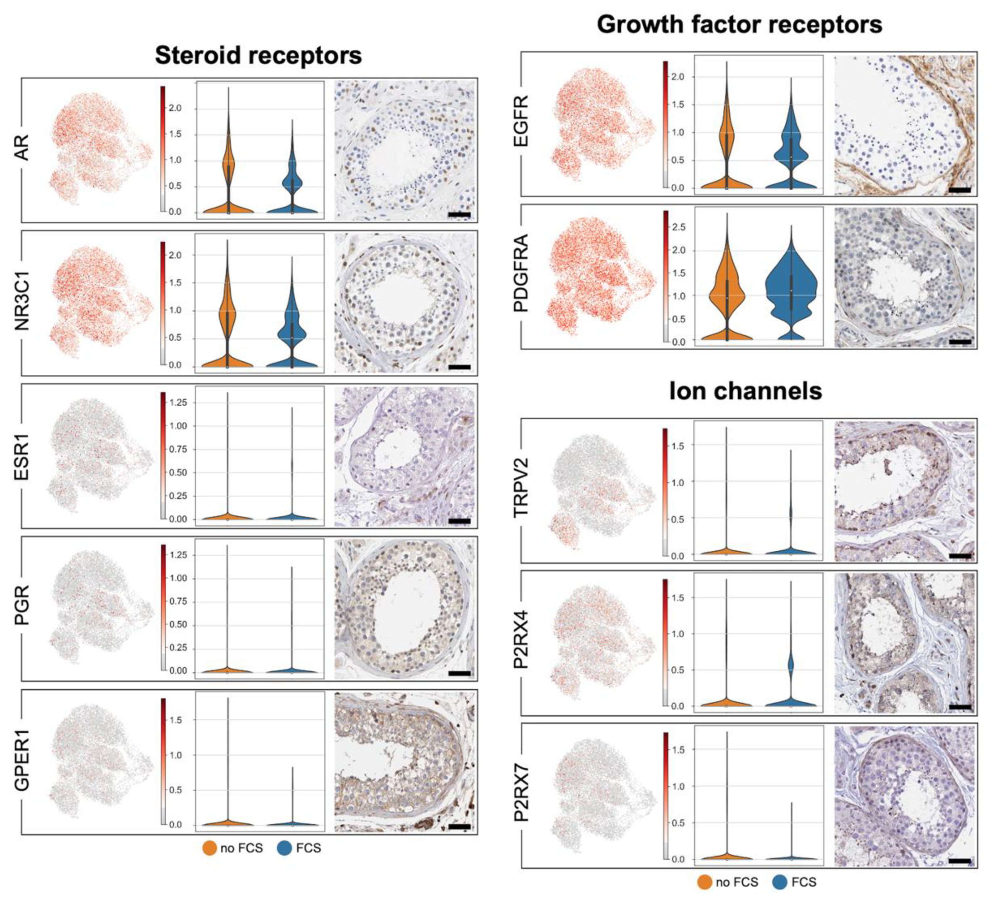 Cells 11 03685 g005 Cells 11 03685 g005