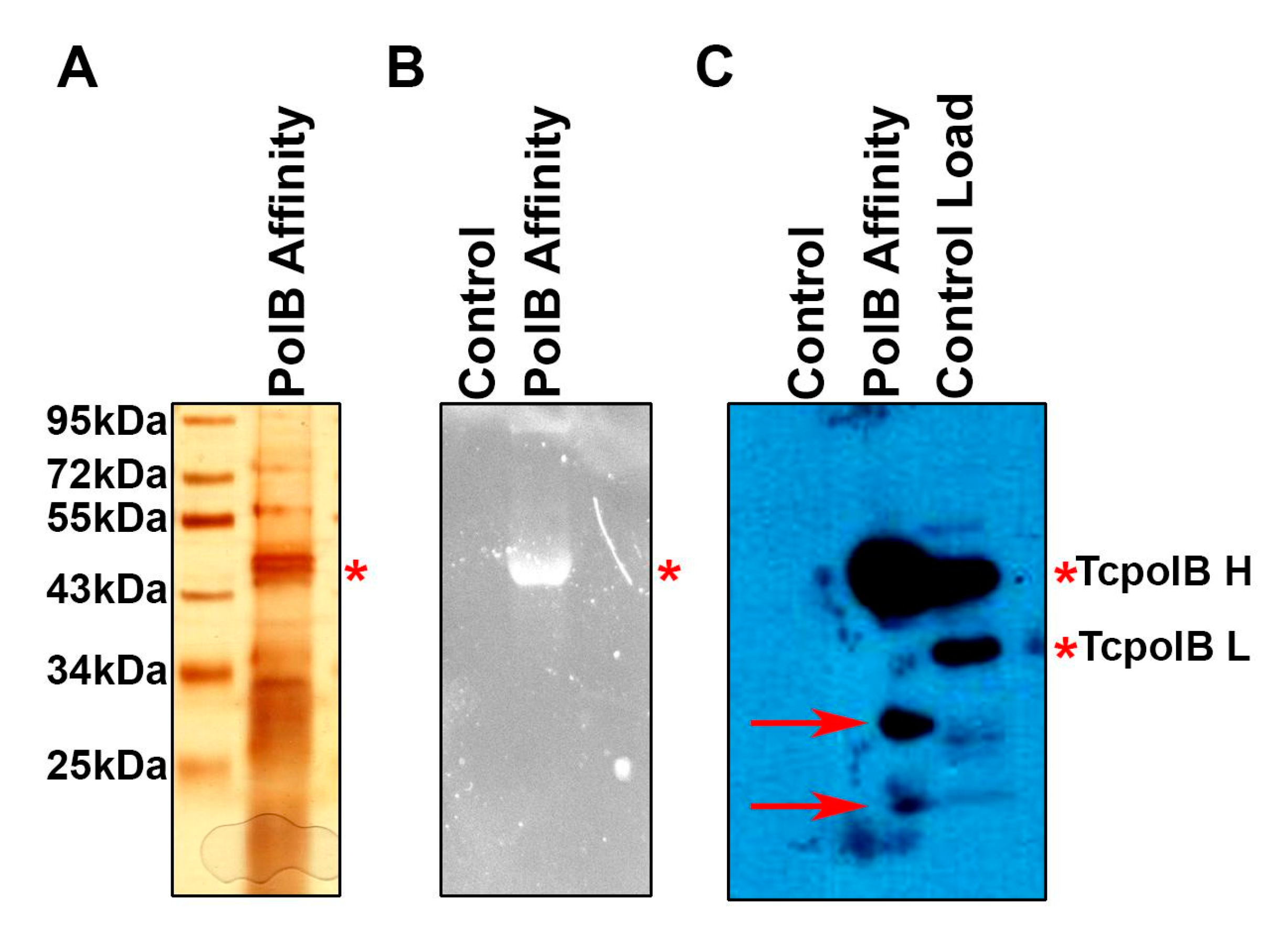 Cells 11 03693 g001 Cells 11 03693 g001