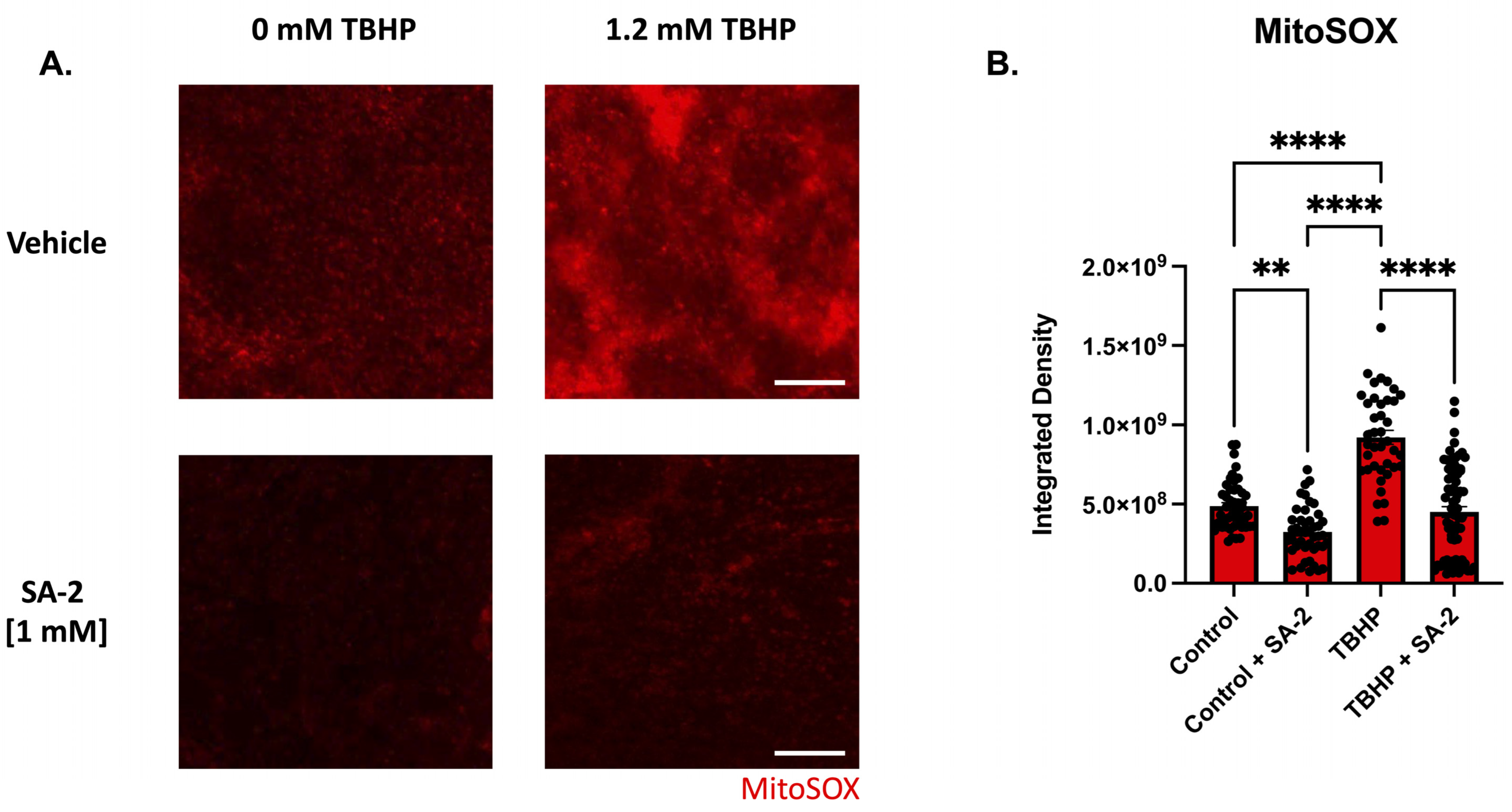 Cells 11 03741 g004 Cells 11 03741 g004
