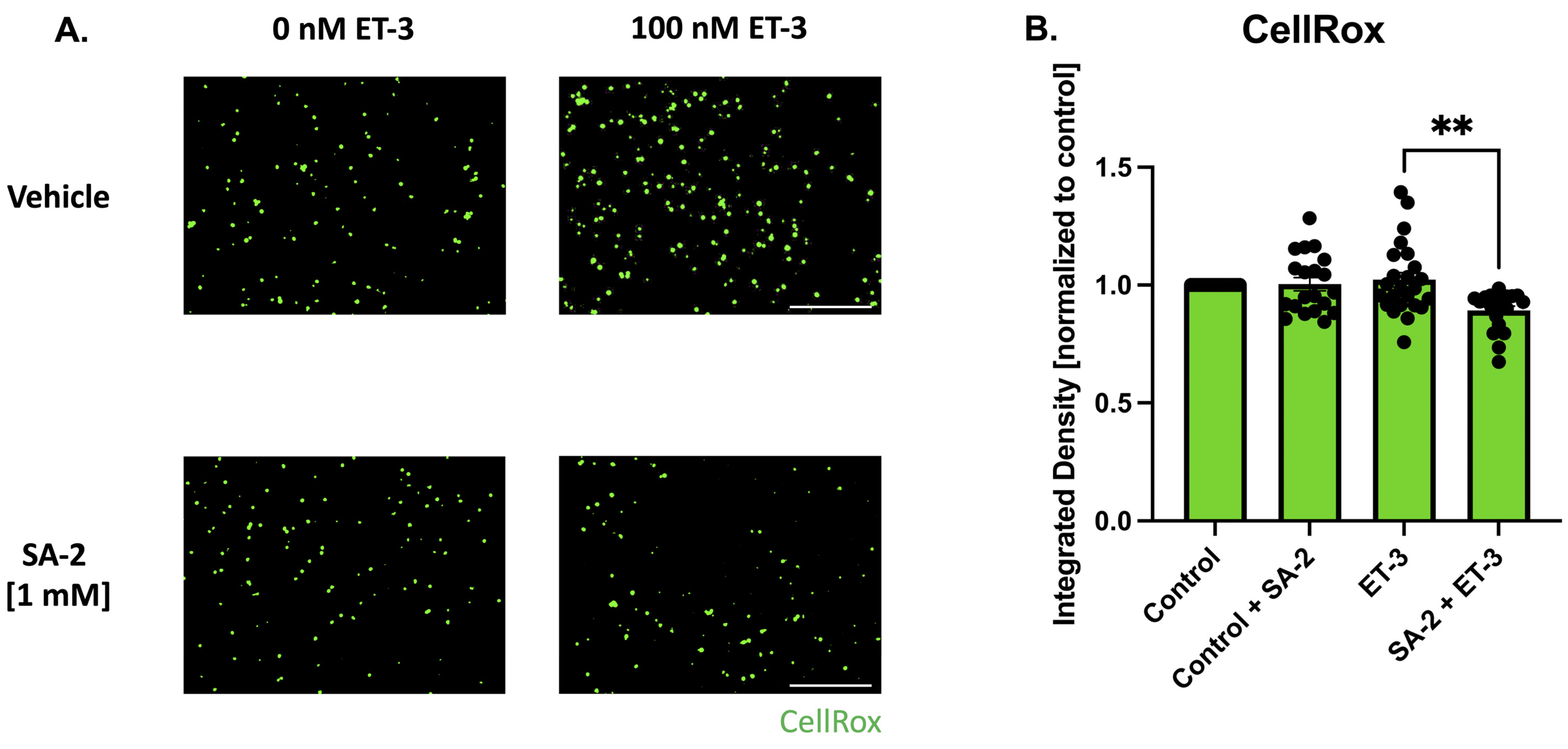 Cells 11 03741 g005 Cells 11 03741 g005