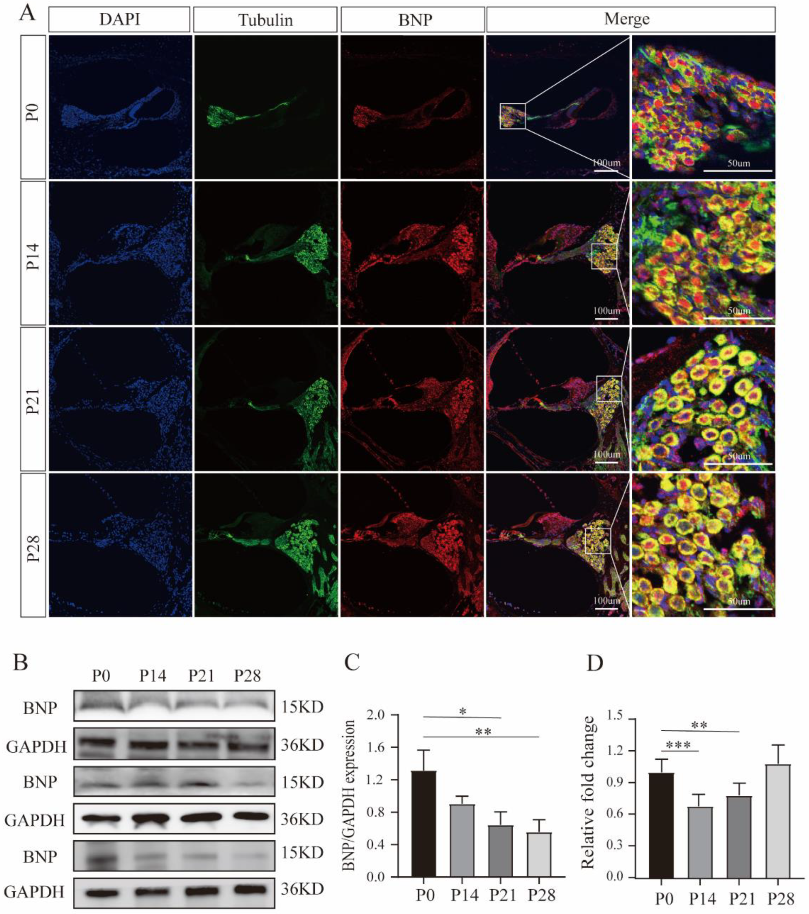 Cells 11 03746 g001 Cells 11 03746 g001