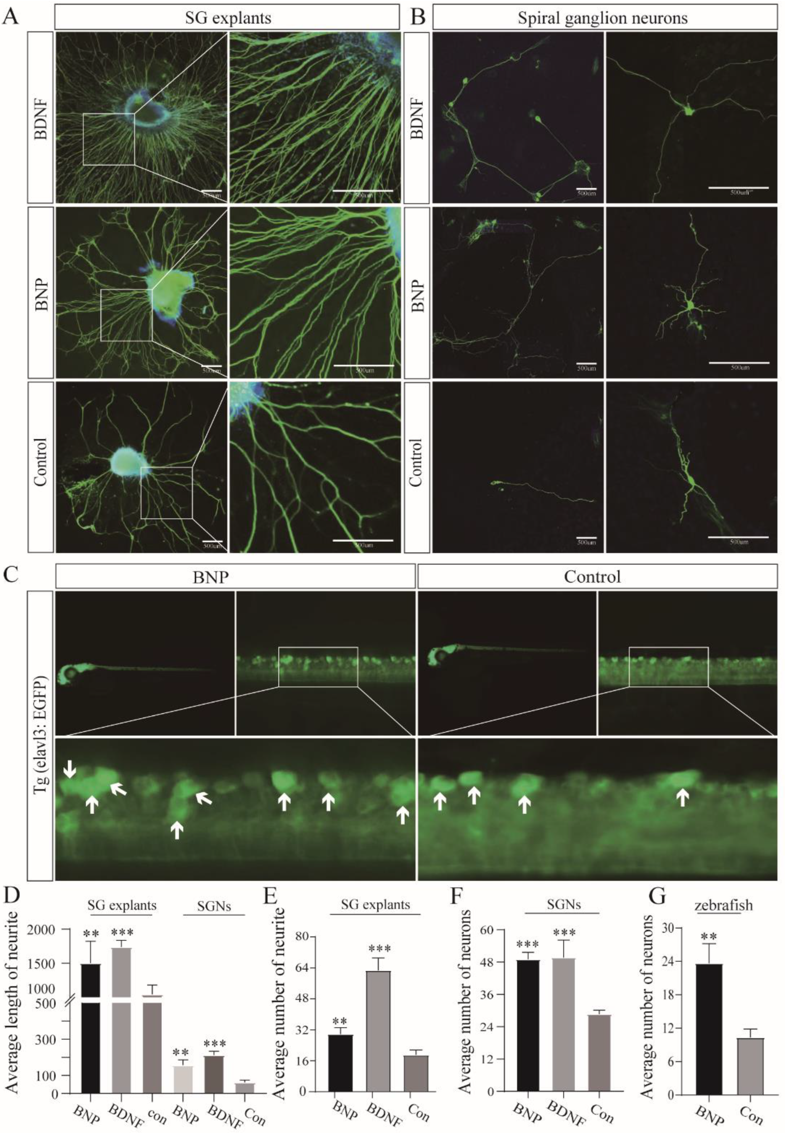 Cells 11 03746 g002 Cells 11 03746 g002