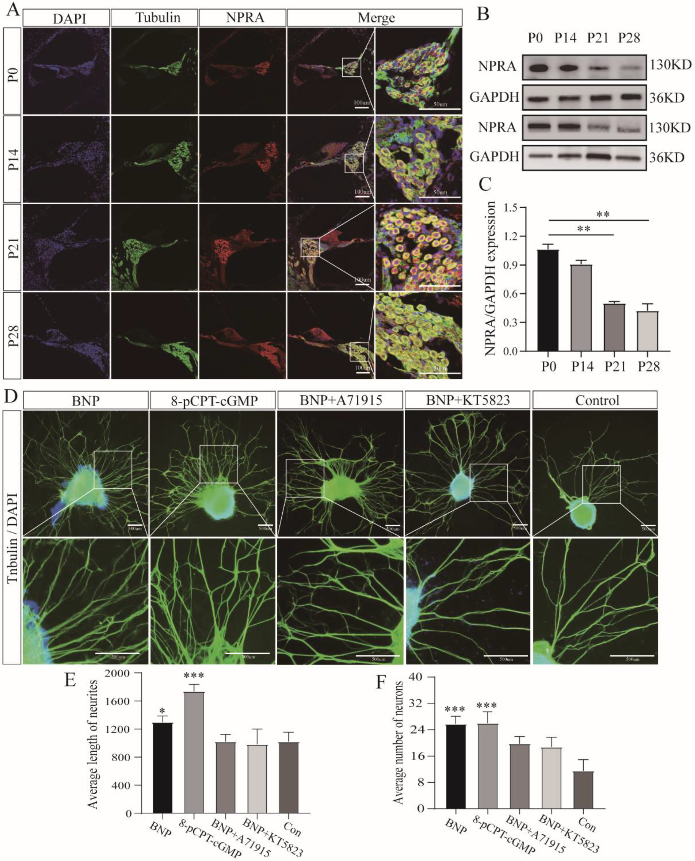 Cells 11 03746 g003 Cells 11 03746 g003