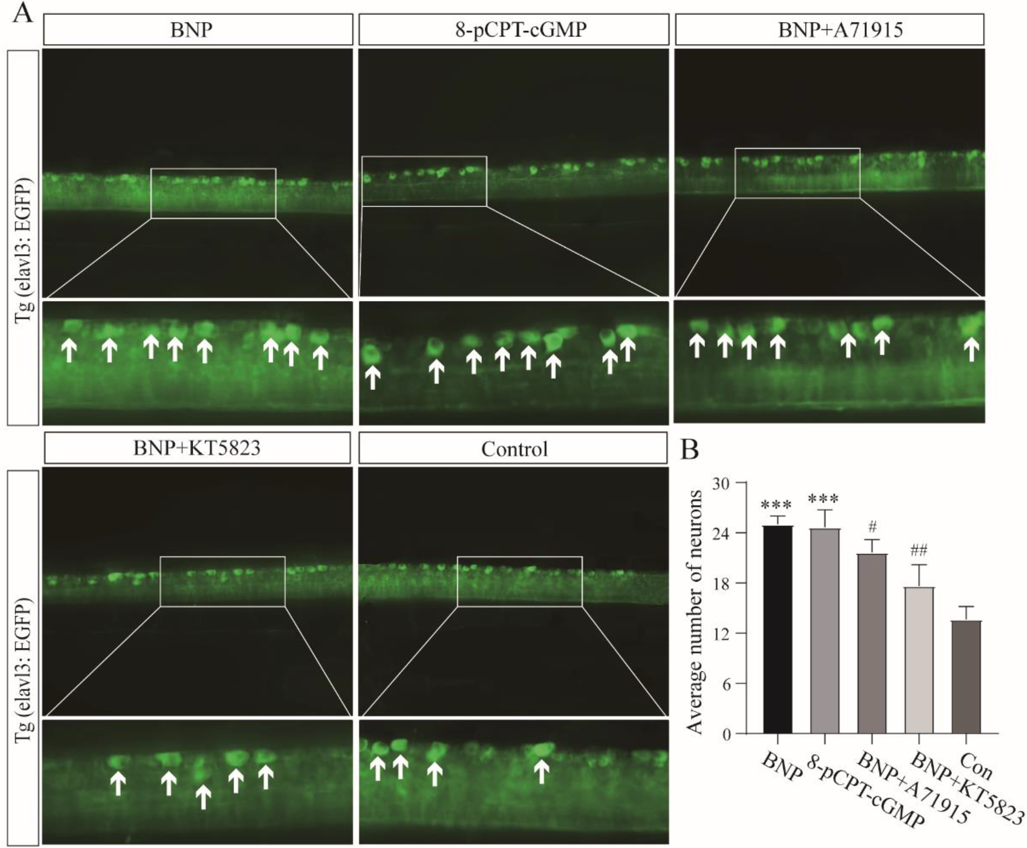 Cells 11 03746 g004 Cells 11 03746 g004