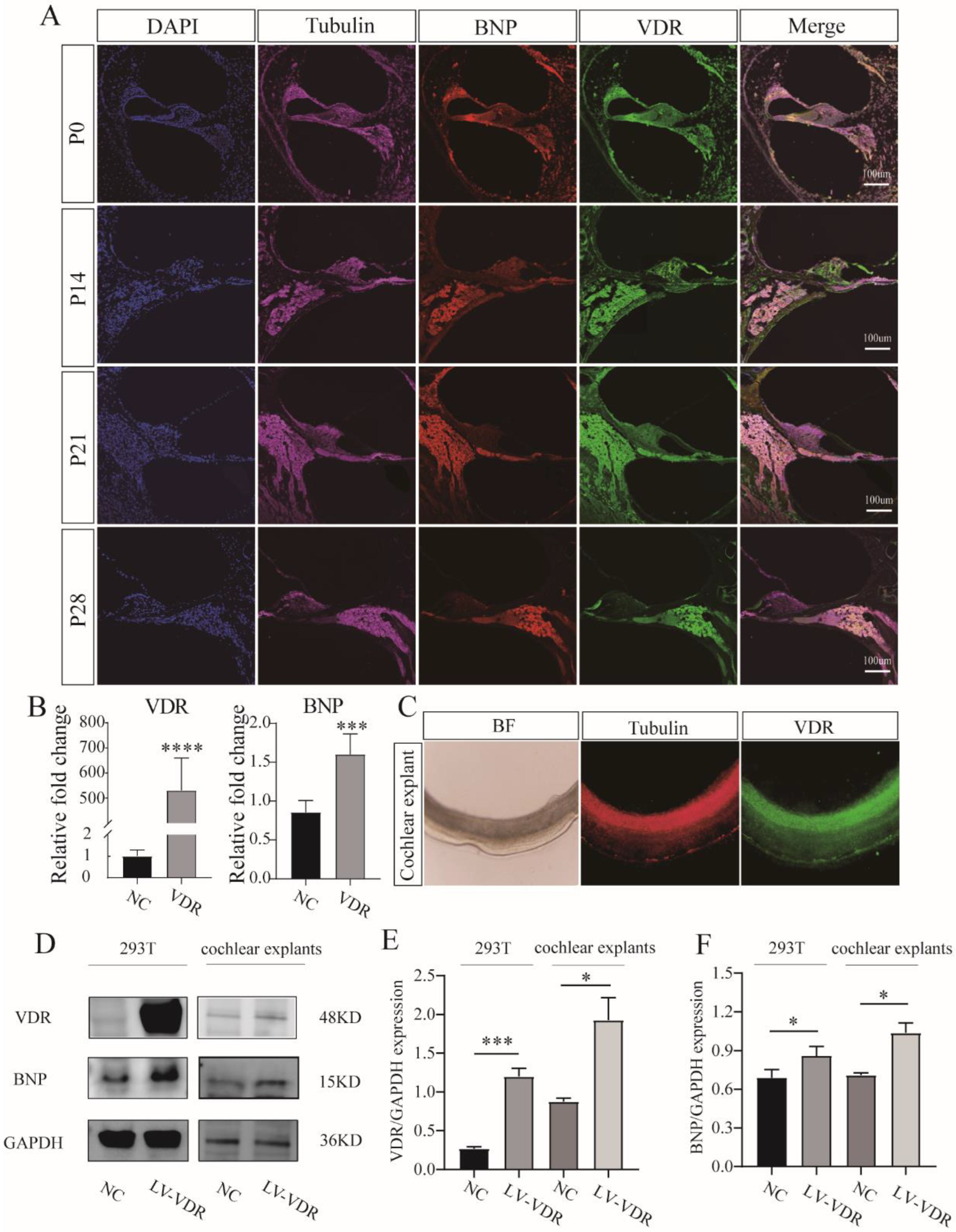 Cells 11 03746 g005 Cells 11 03746 g005