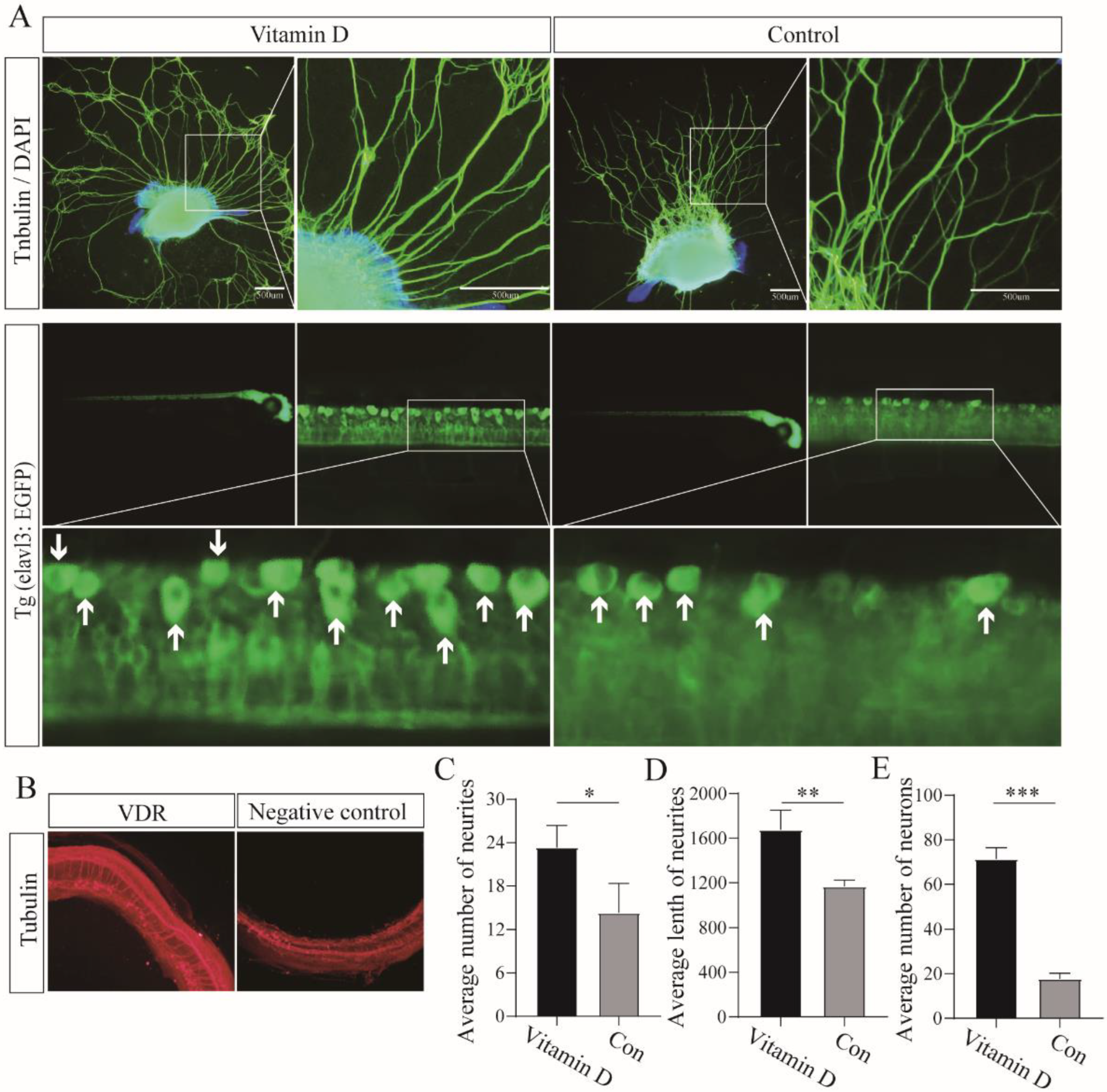 Cells 11 03746 g007 Cells 11 03746 g007