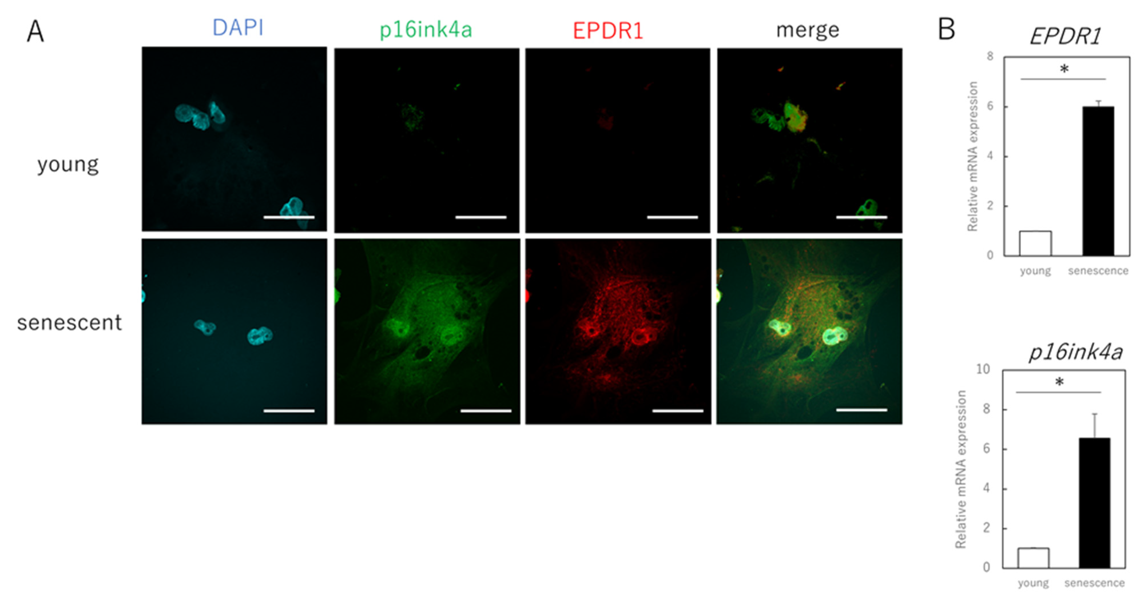 Cells 11 03749 g002a Cells 11 03749 g002a