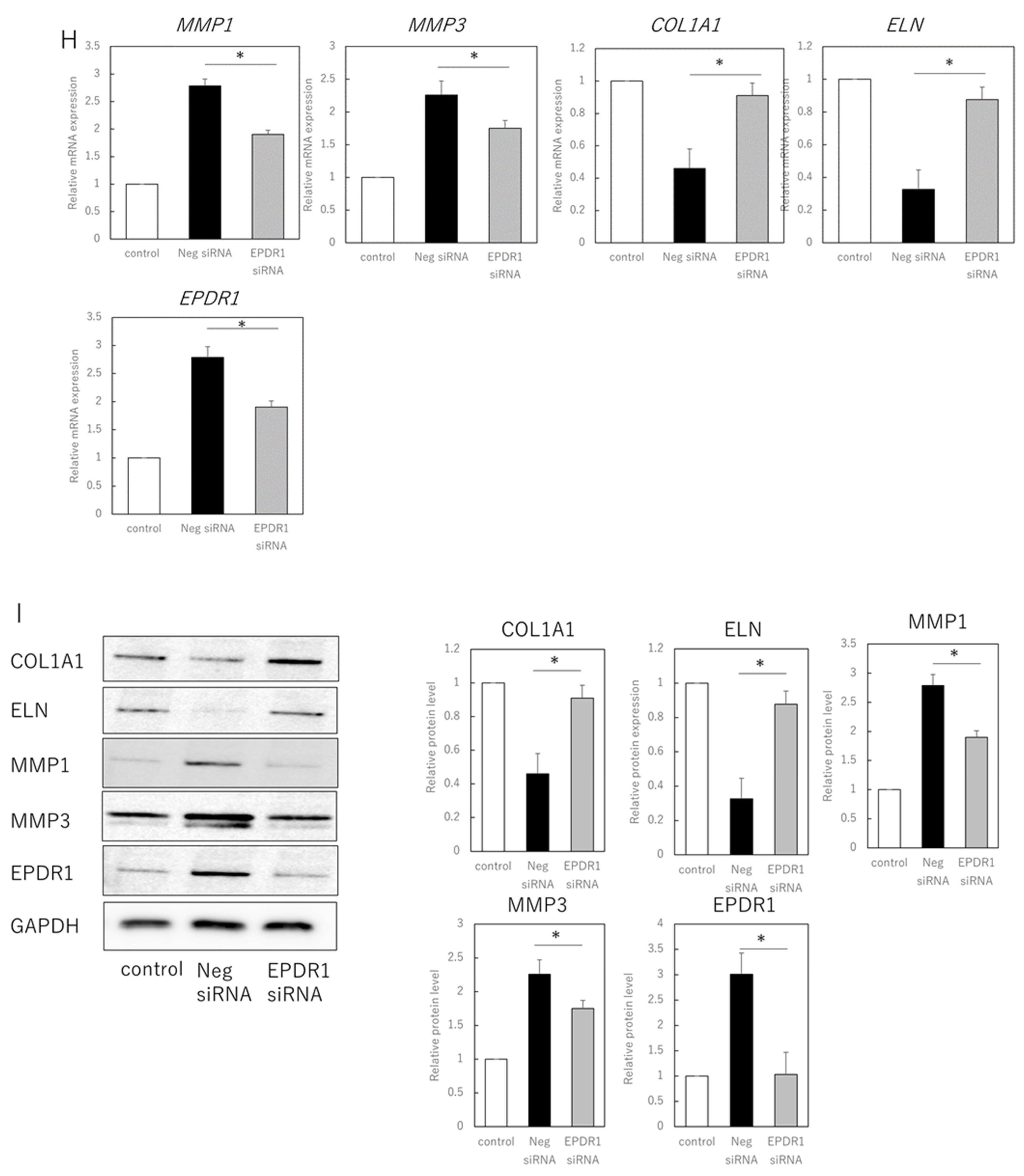 Cells 11 03749 g002c Cells 11 03749 g002c