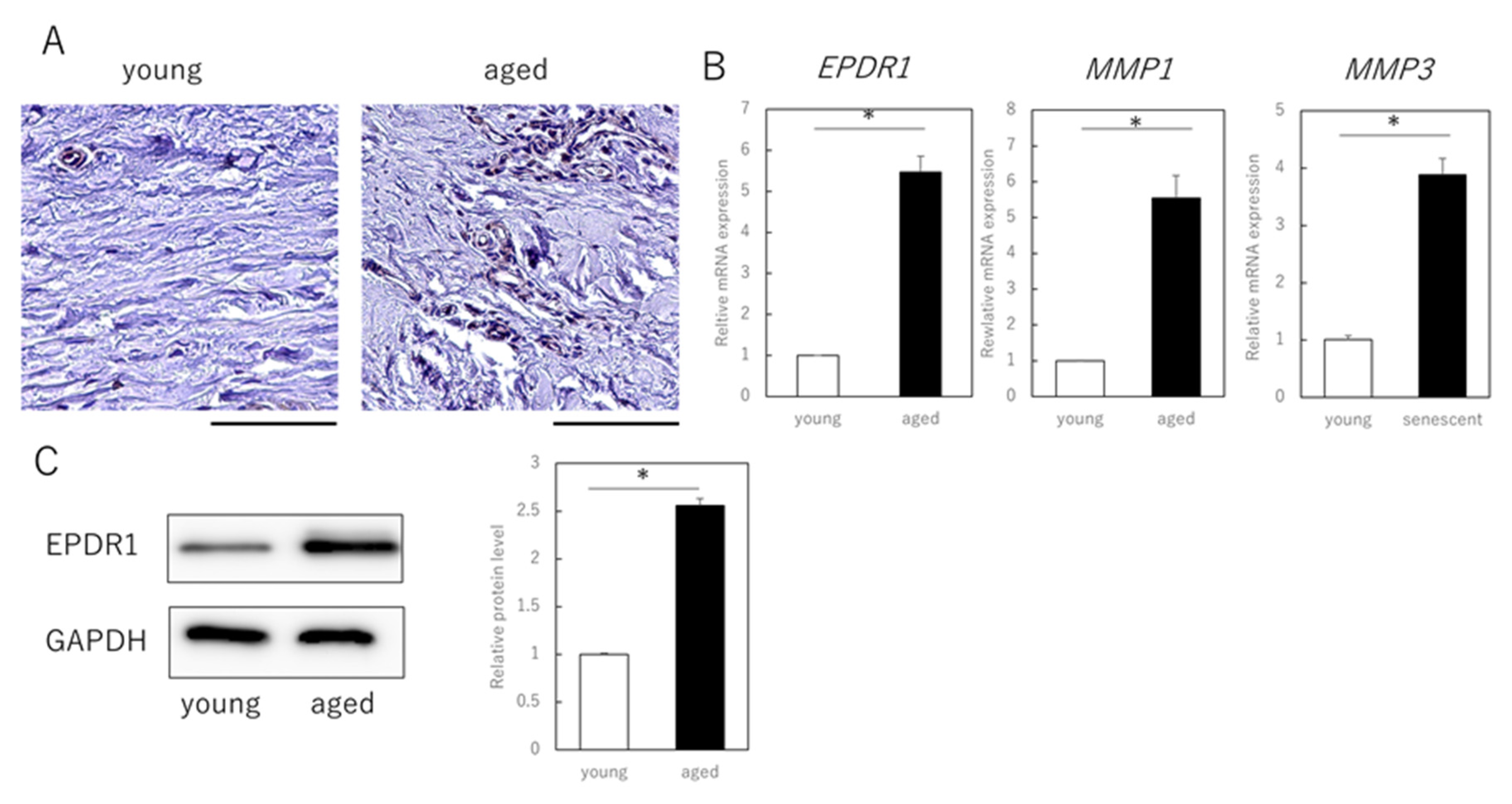 Cells 11 03749 g003 Cells 11 03749 g003