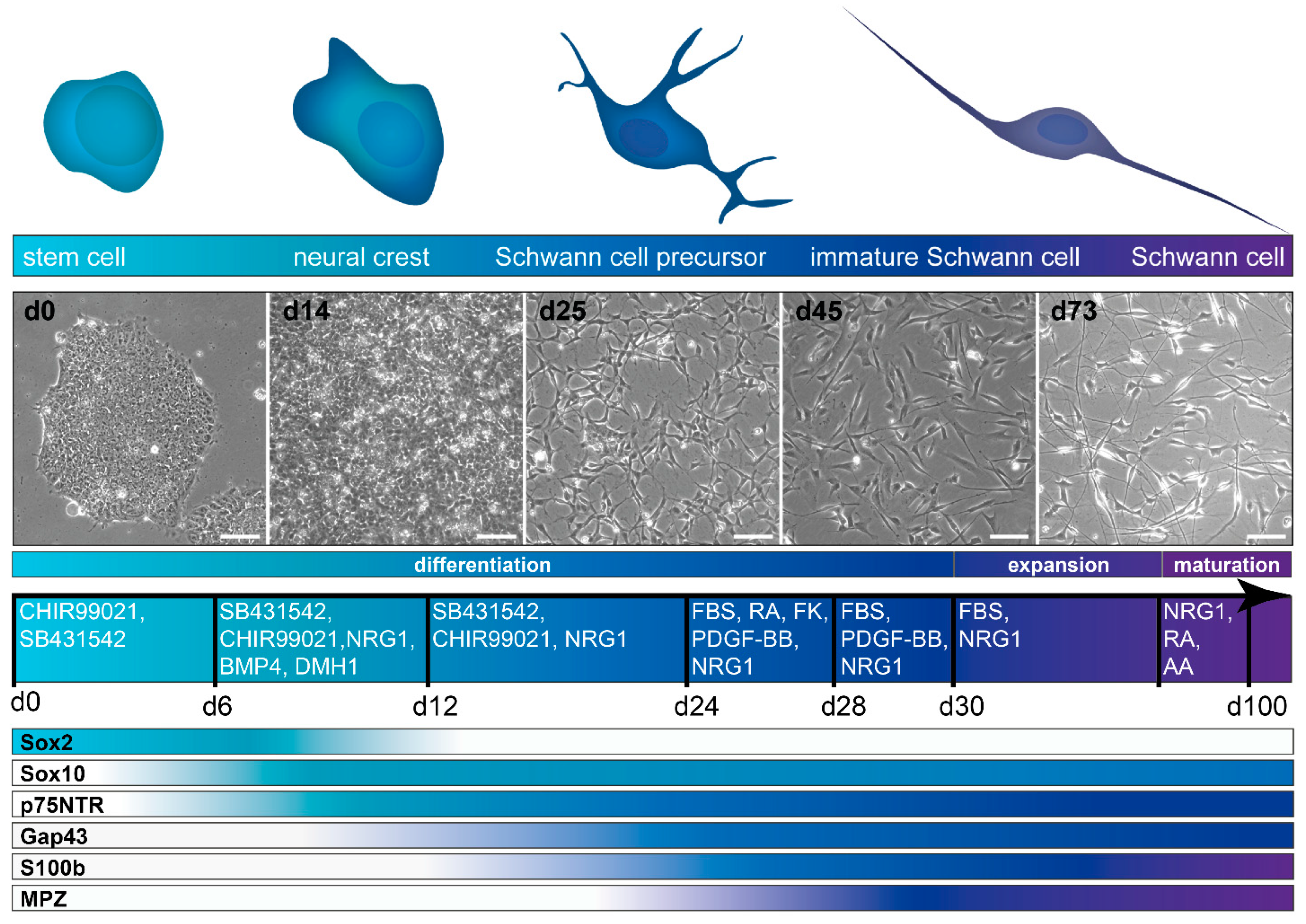 Cells 11 03753 g004 Cells 11 03753 g004
