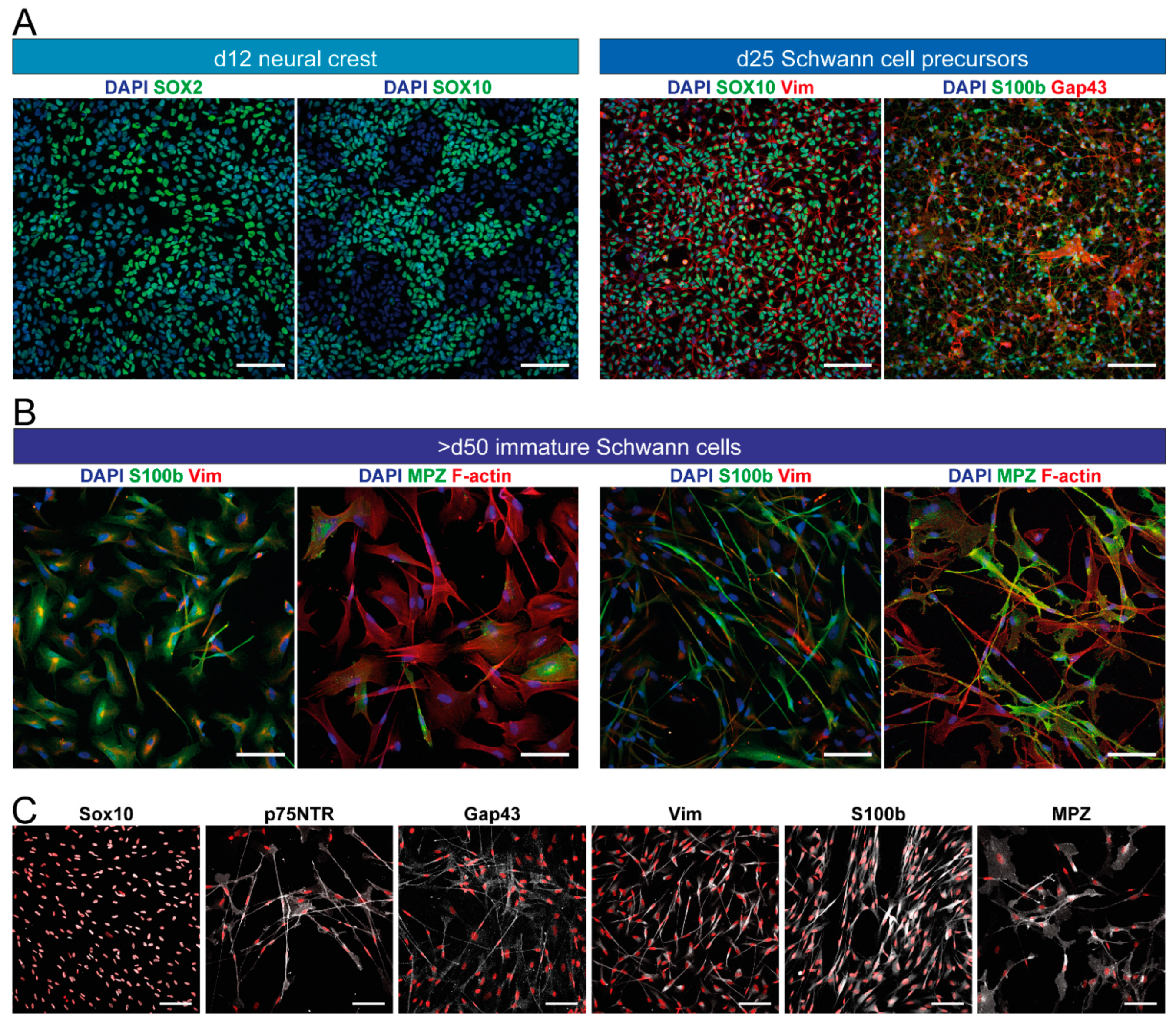 Cells 11 03753 g005 Cells 11 03753 g005