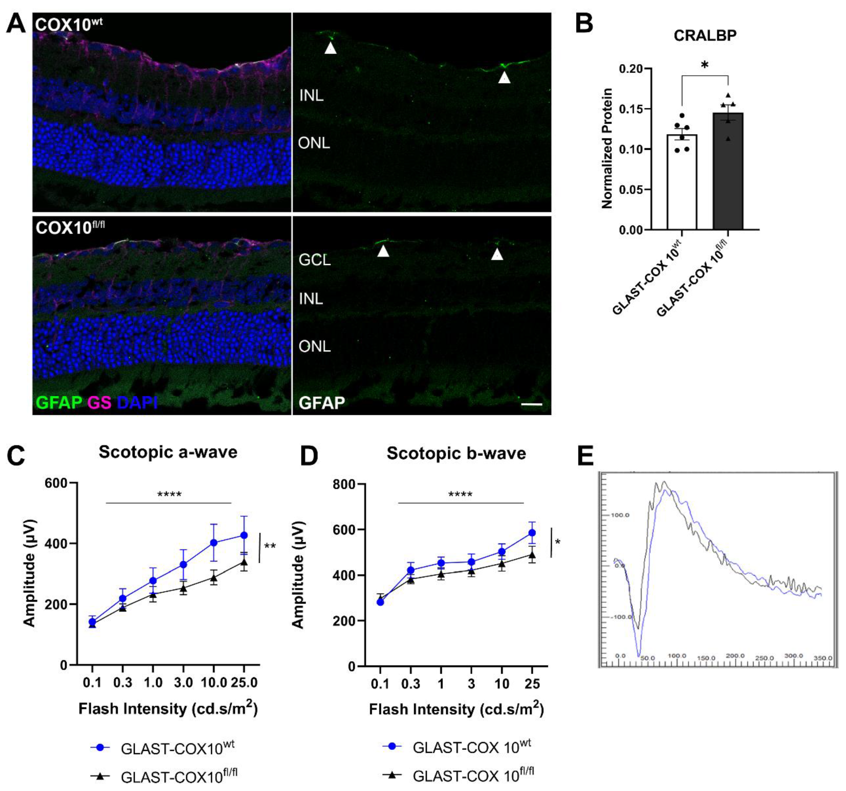 Cells 11 03756 g002 Cells 11 03756 g002