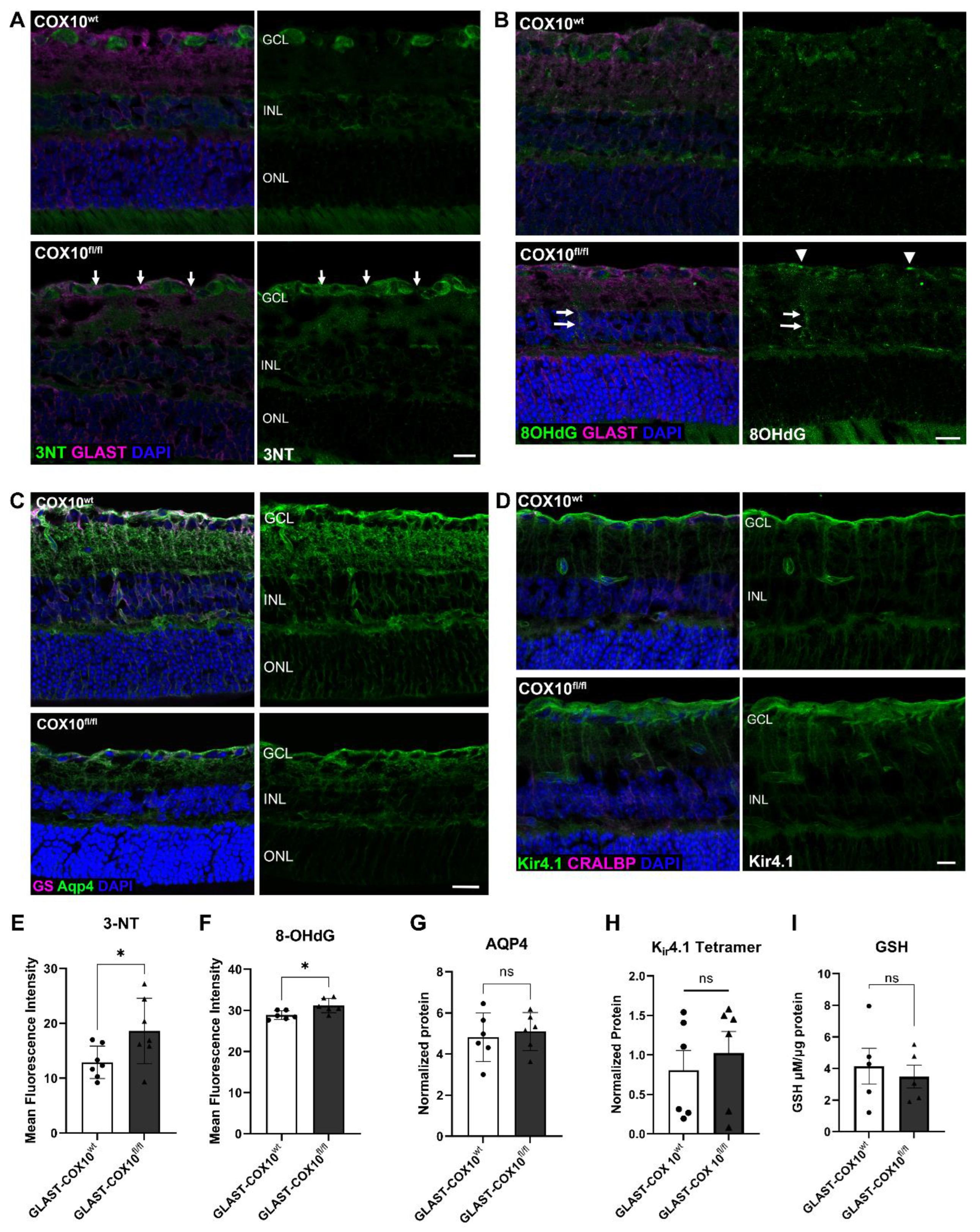 Cells 11 03756 g003 Cells 11 03756 g003