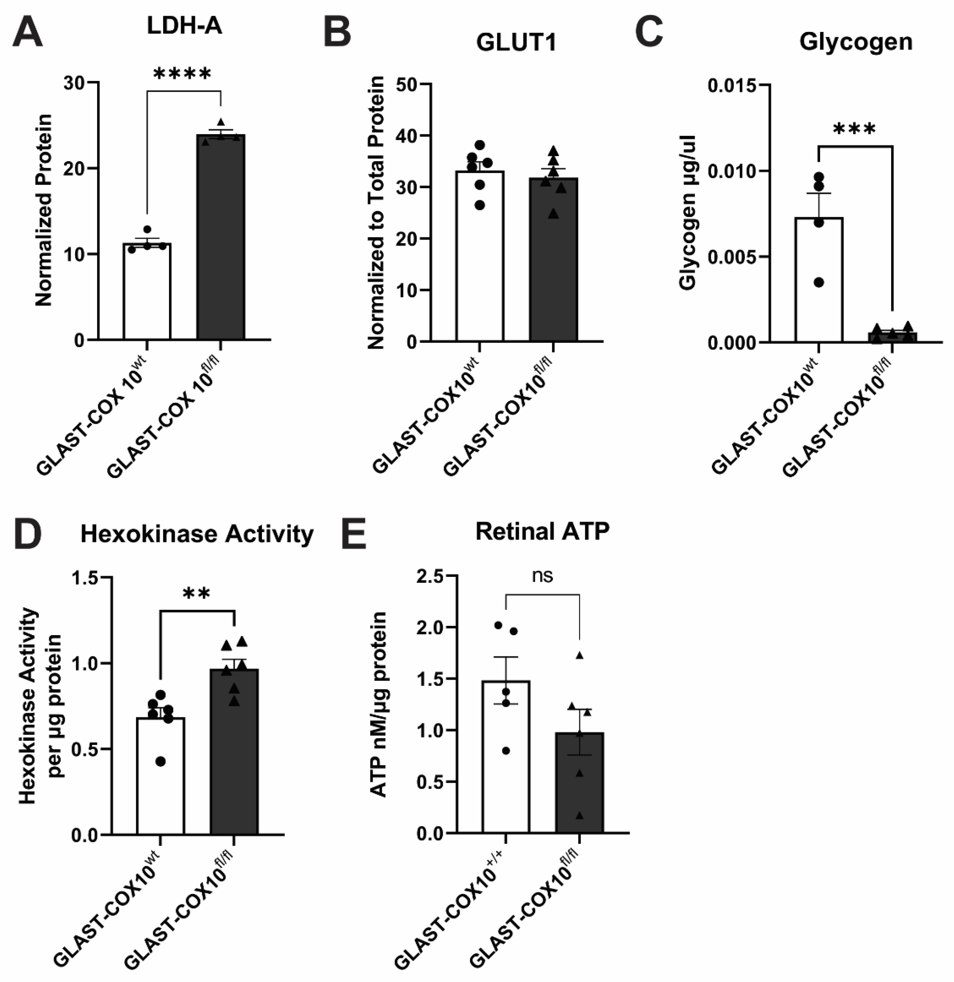 Cells 11 03756 g004 Cells 11 03756 g004