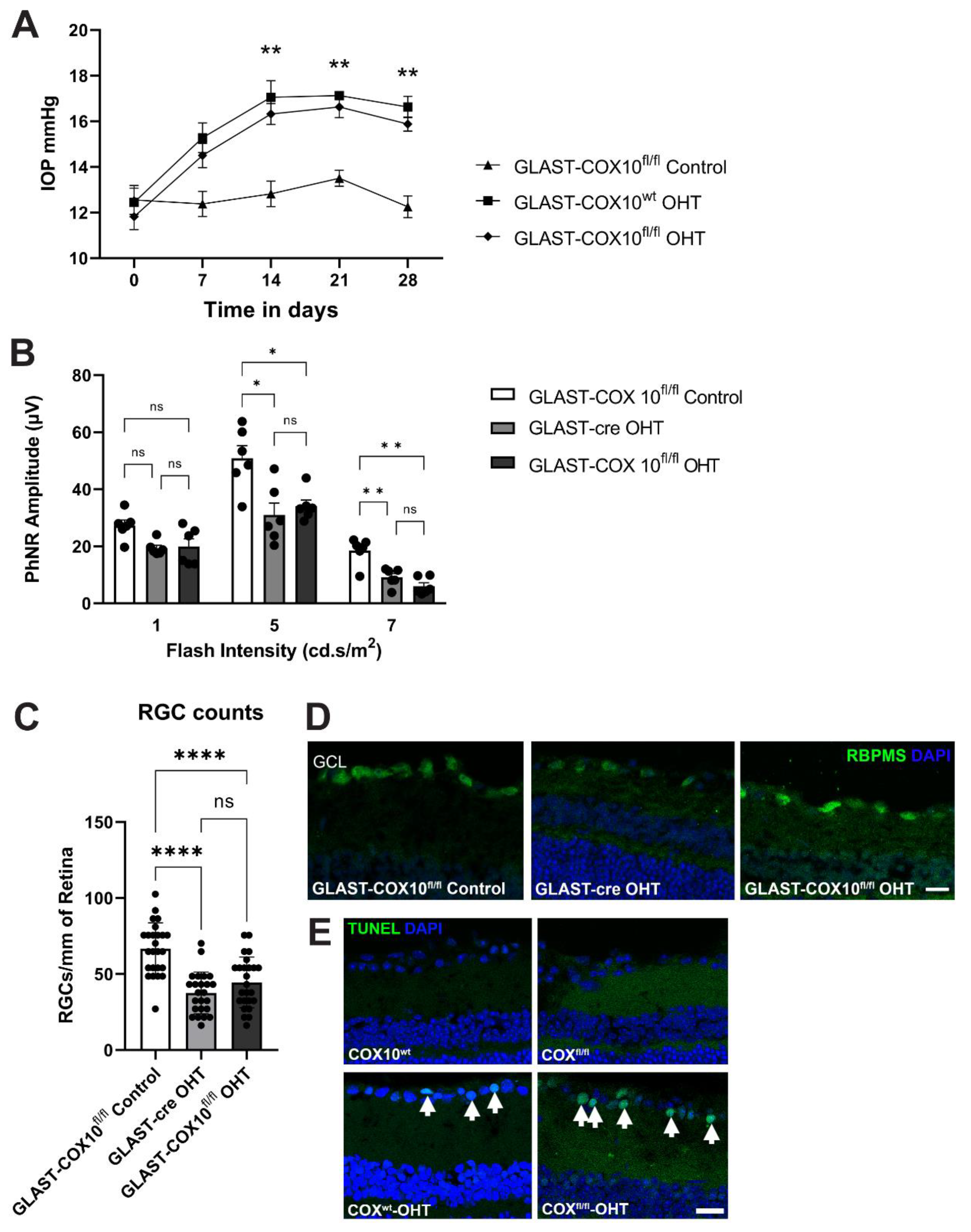 Cells 11 03756 g005 Cells 11 03756 g005