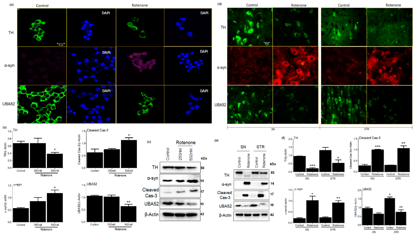 Cells 11 03770 g001