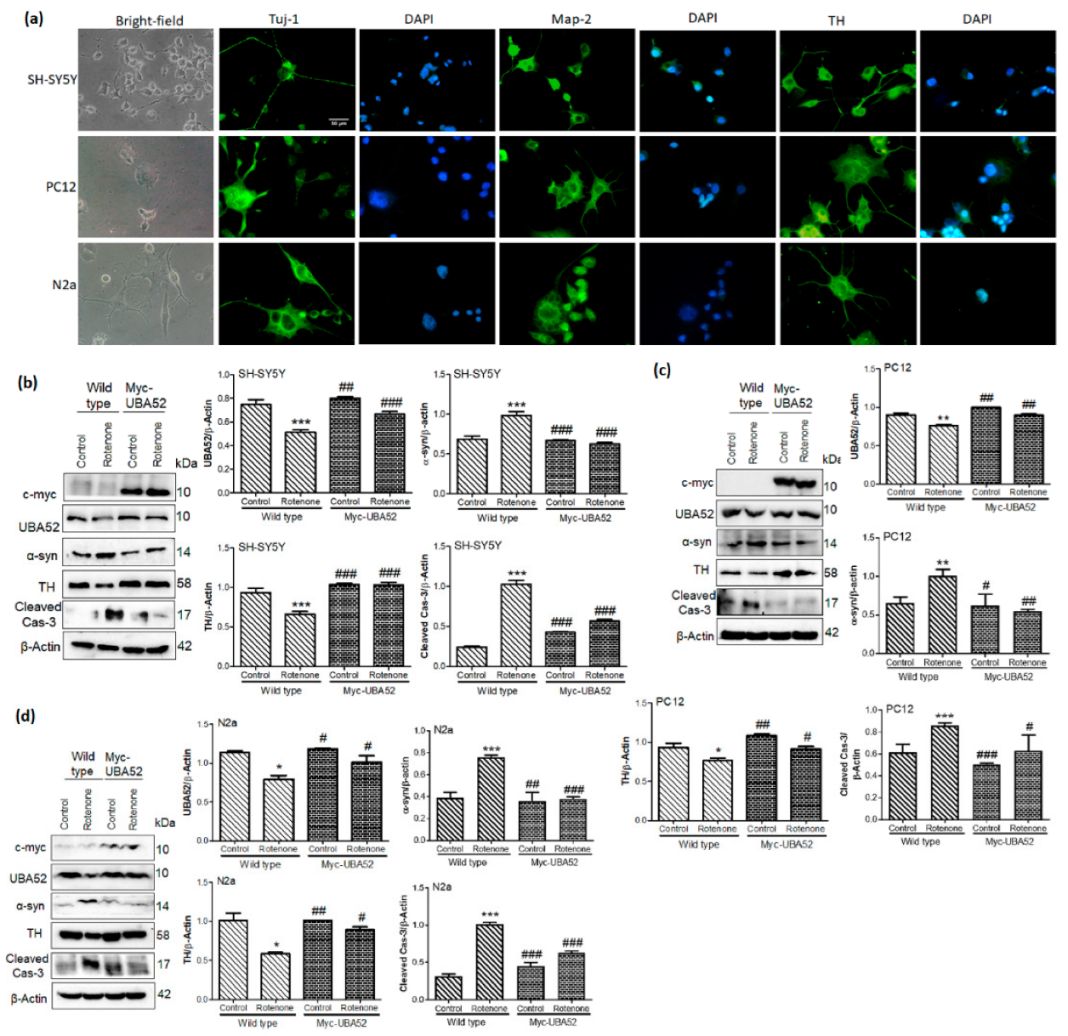 Cells 11 03770 g003