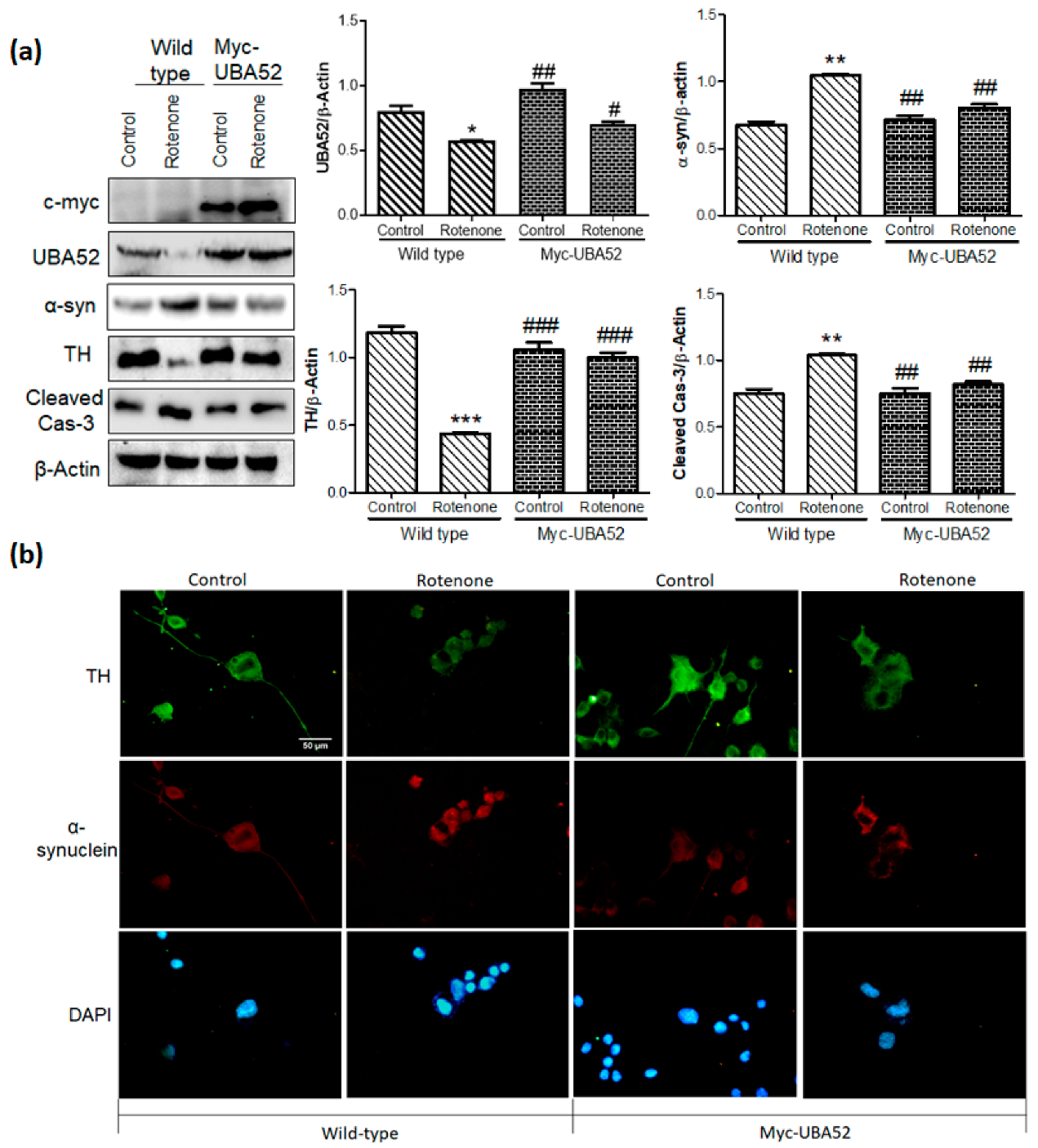 Cells 11 03770 g004