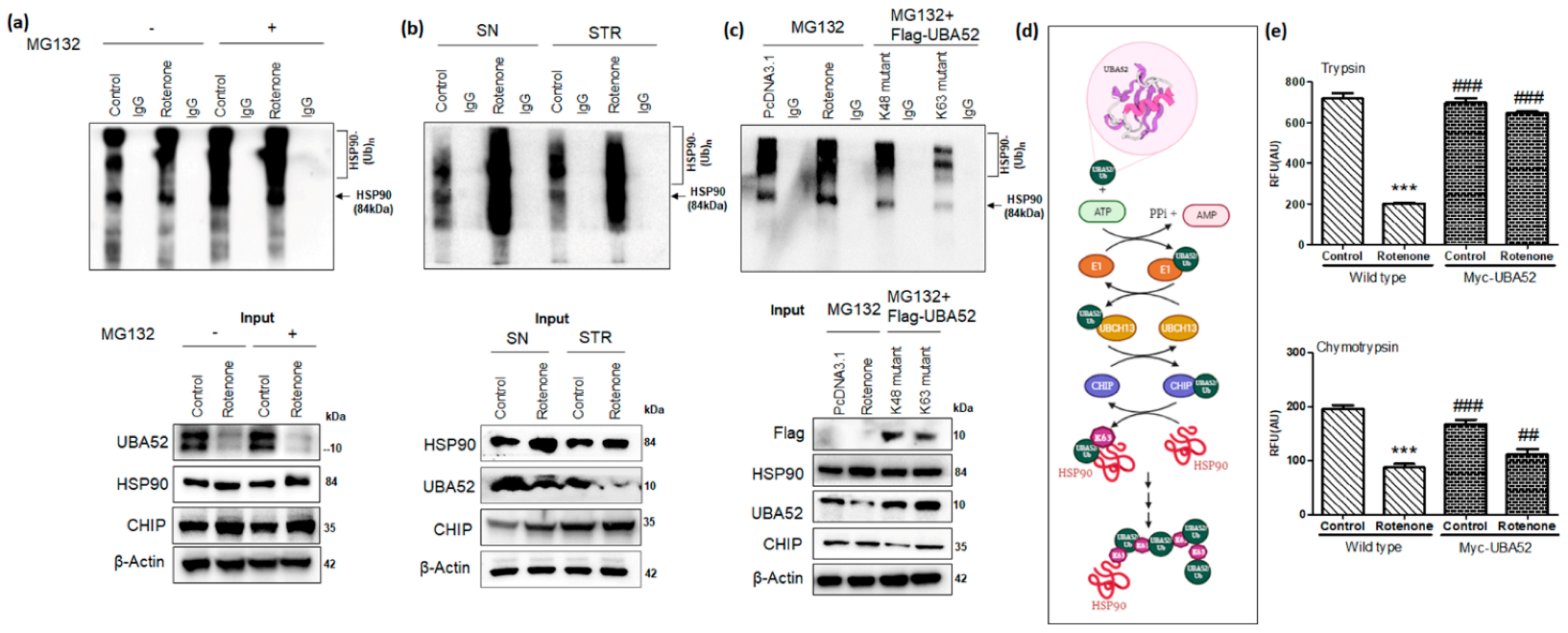 Cells 11 03770 g007