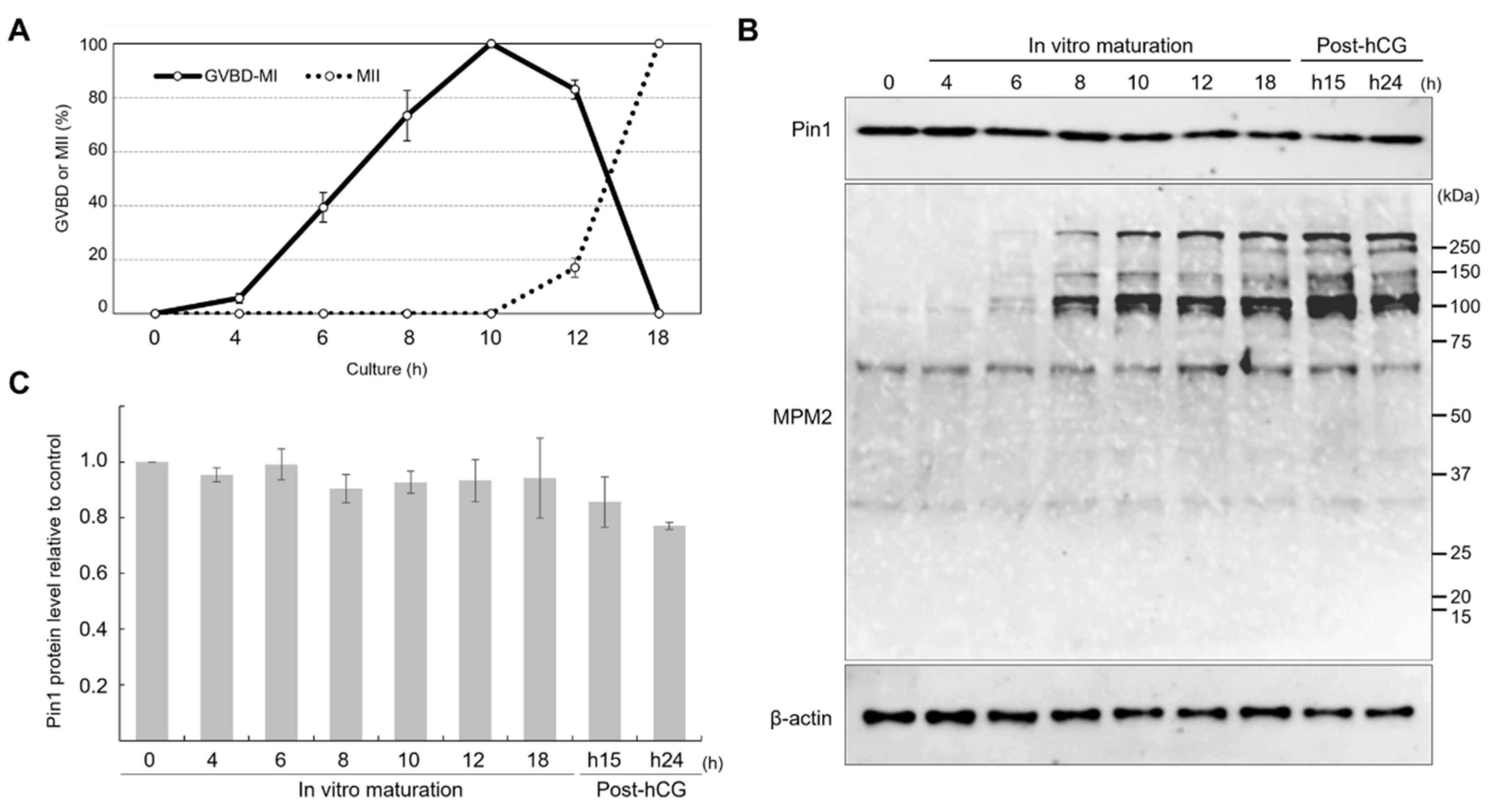 Cells 11 03772 g001 Cells 11 03772 g001