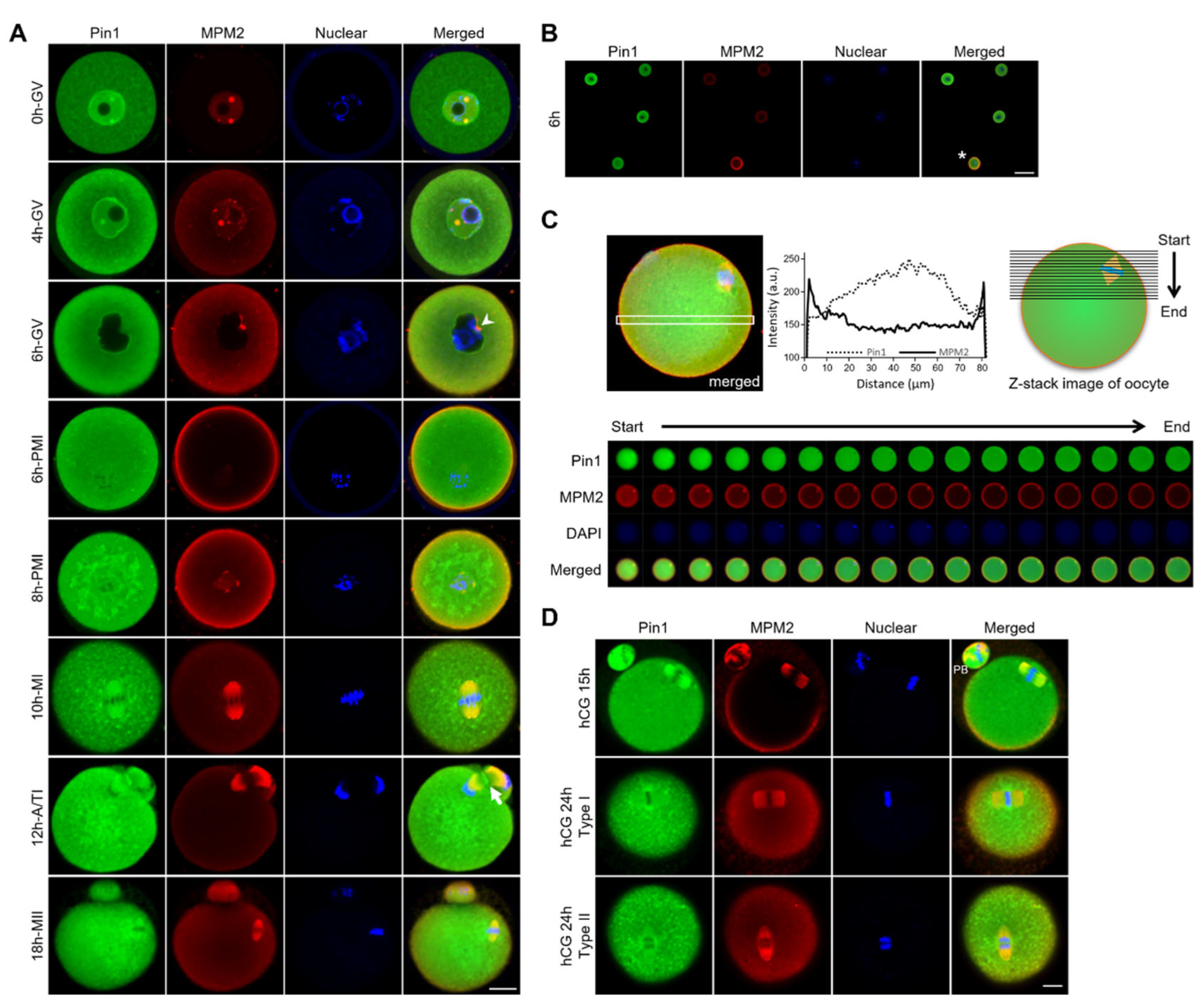Cells 11 03772 g002 Cells 11 03772 g002