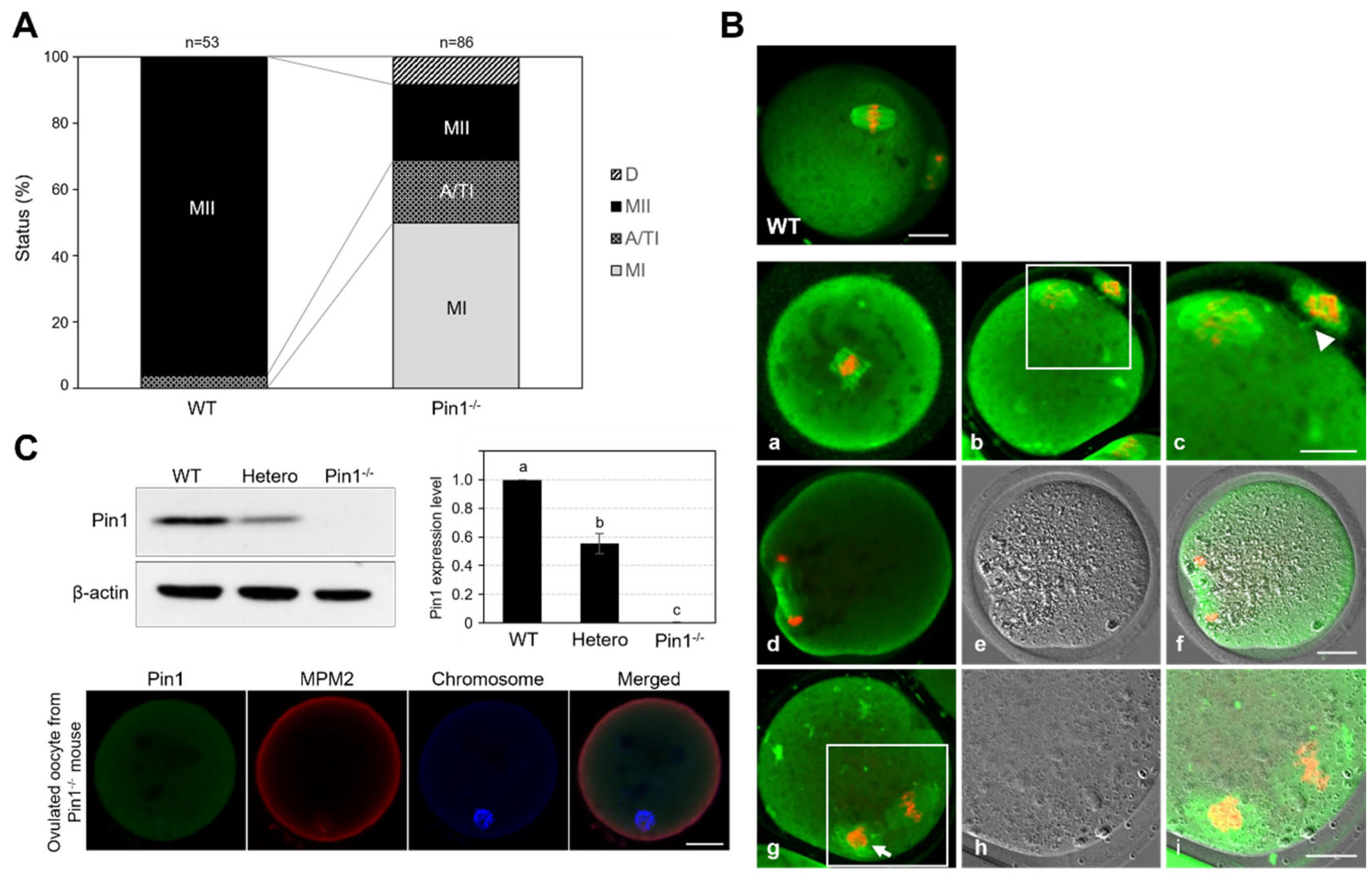 Cells 11 03772 g004 Cells 11 03772 g004