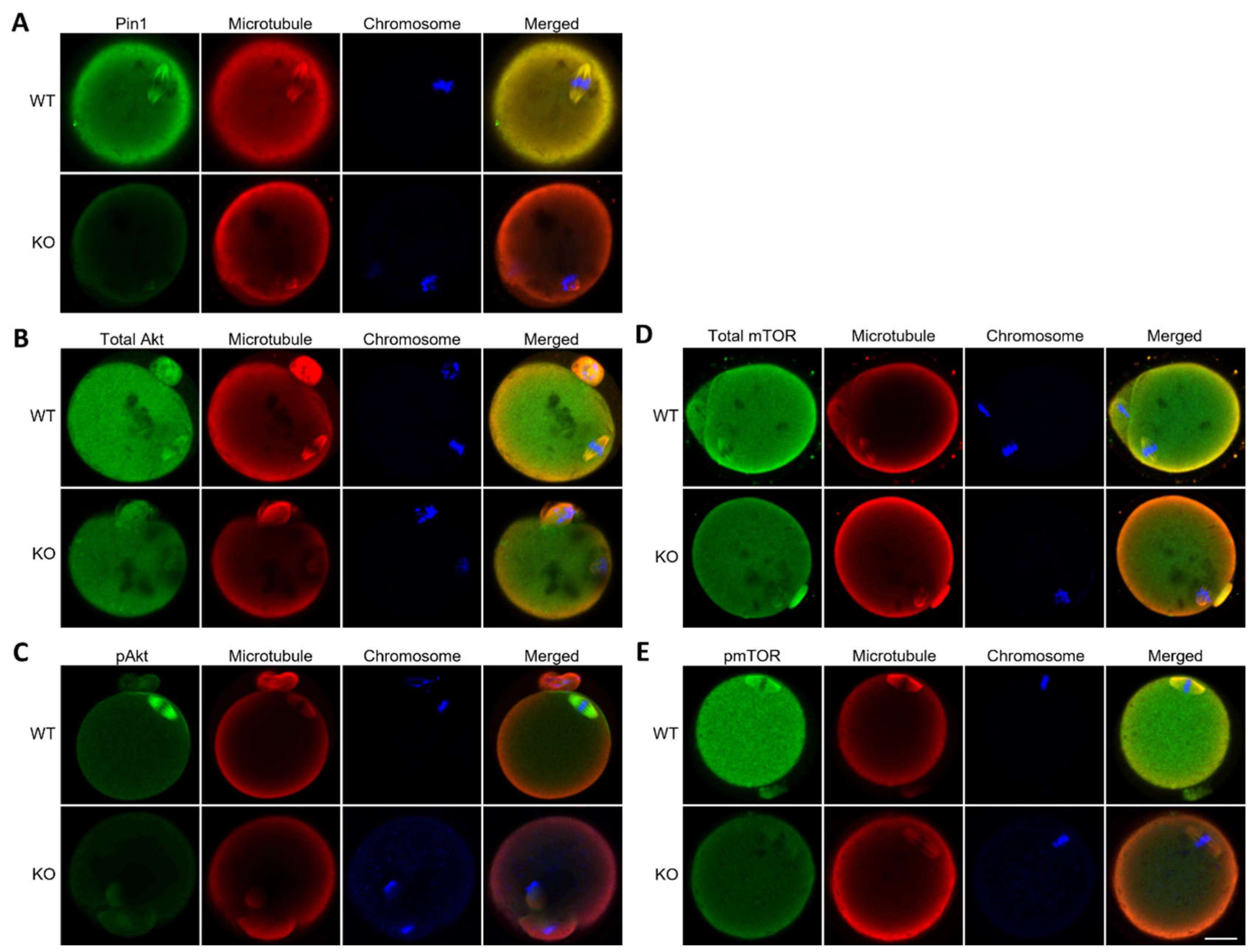 Cells 11 03772 g005 Cells 11 03772 g005