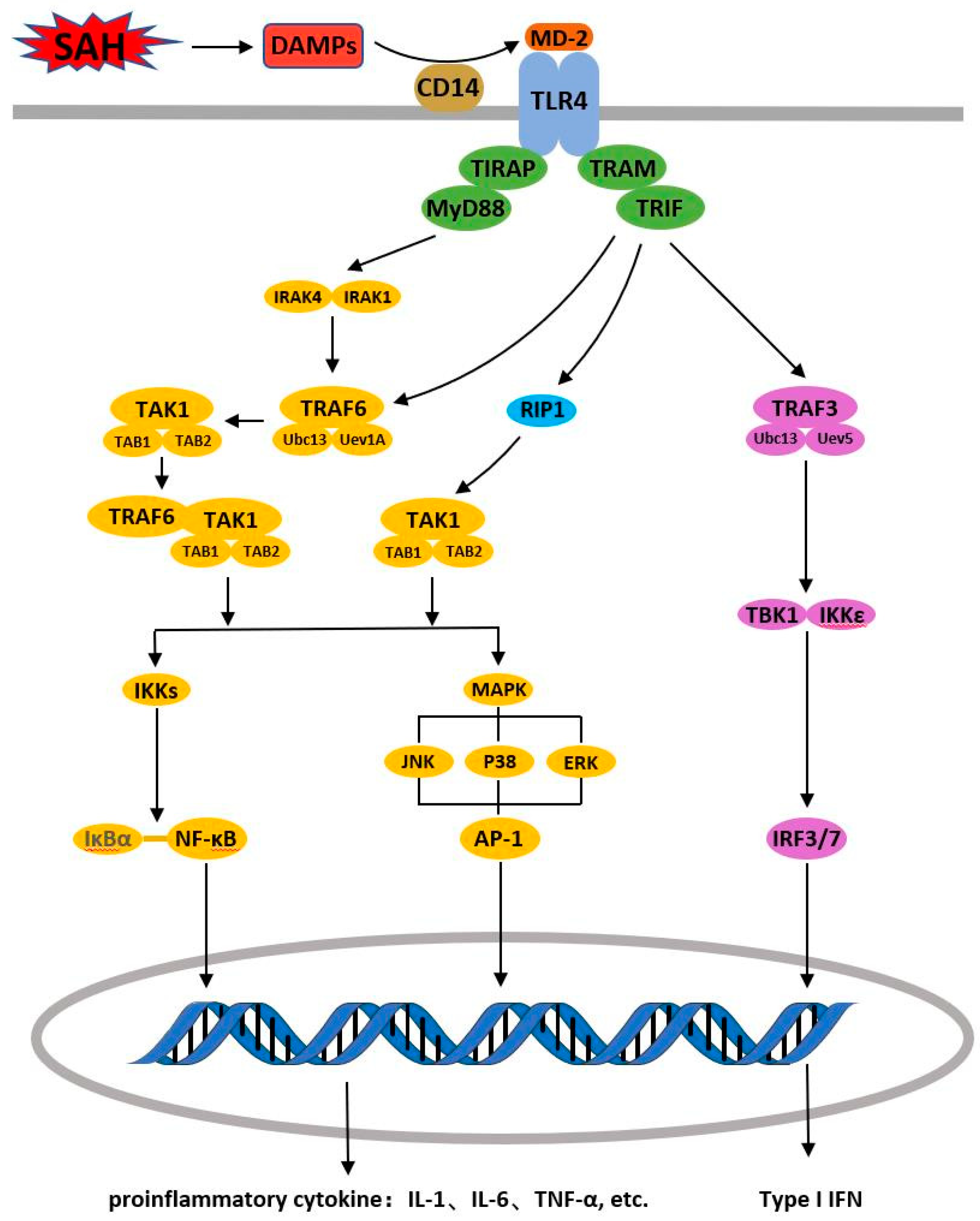 Cells 11 03781 g001