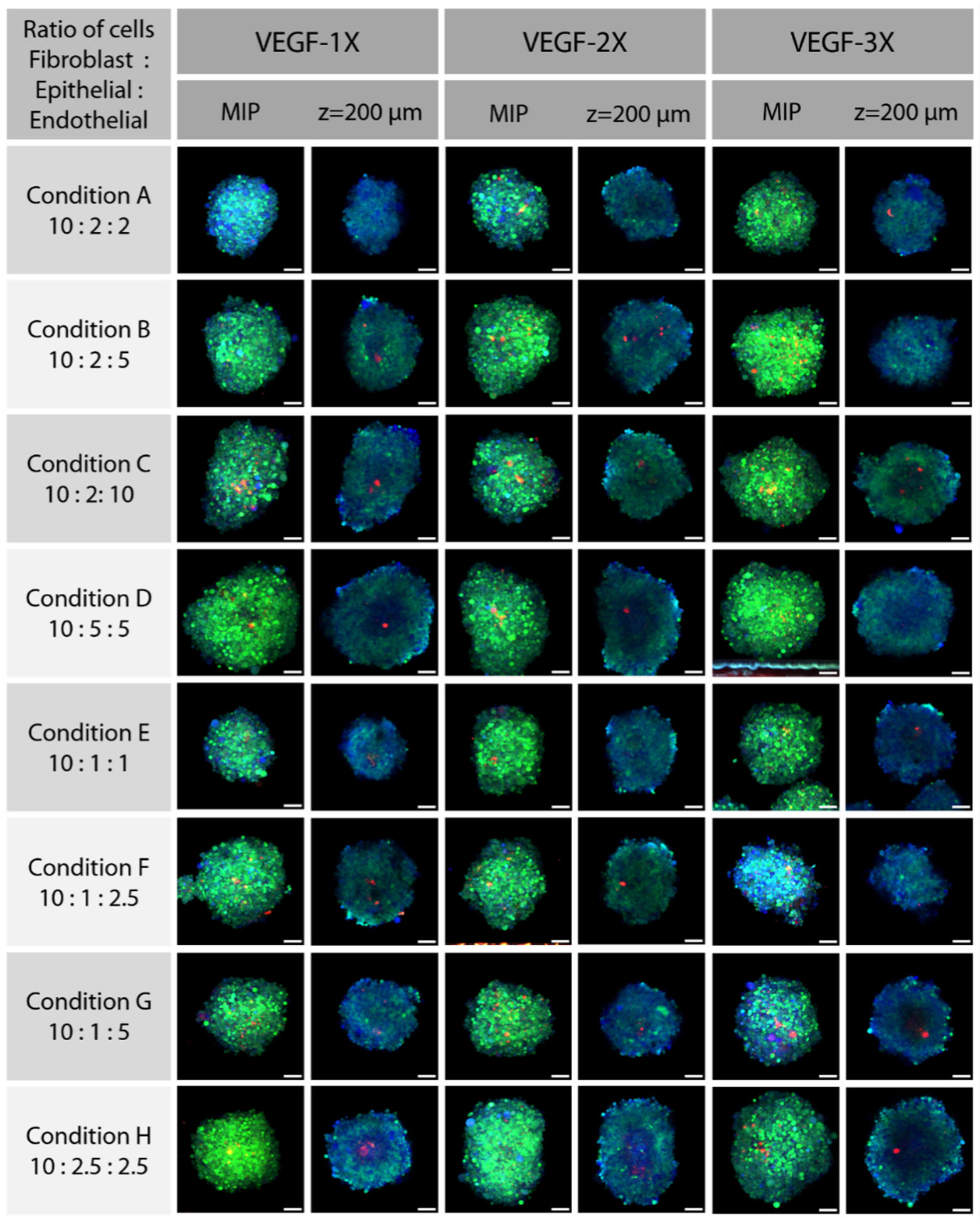 Cells 11 03854 g009 Cells 11 03854 g009