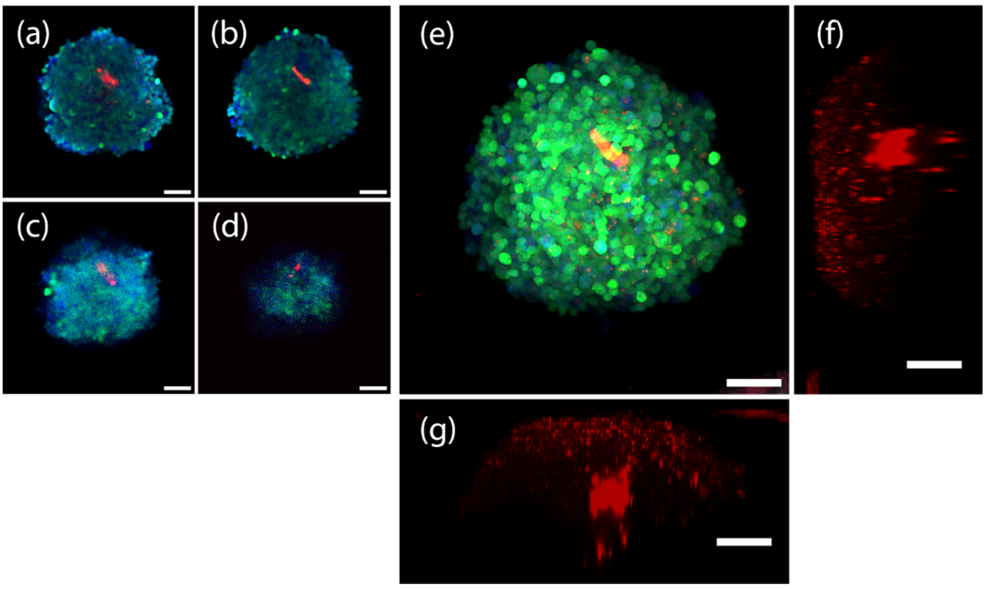 Cells 11 03854 g010 Cells 11 03854 g010