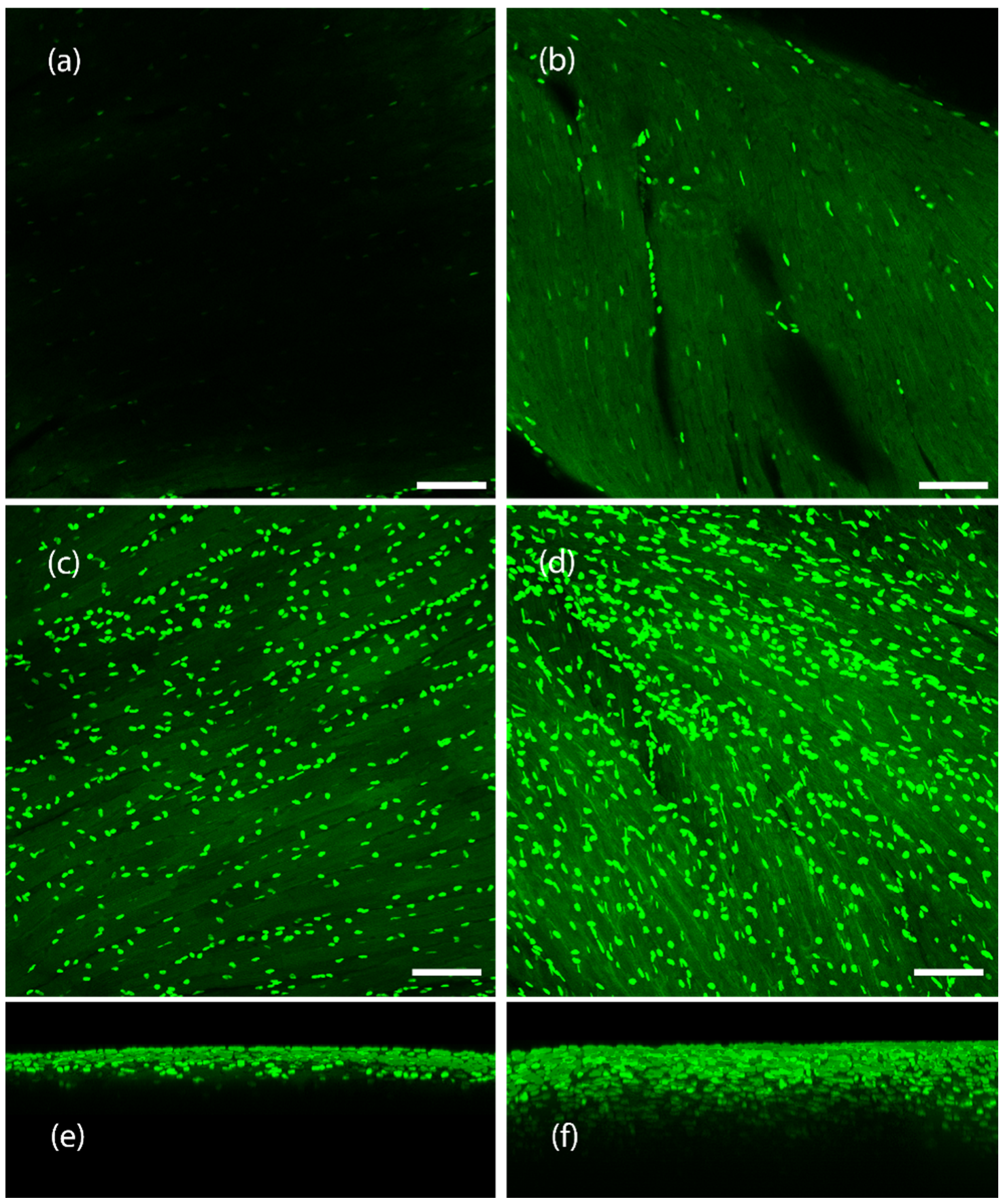 Cells 11 03854 g011 Cells 11 03854 g011