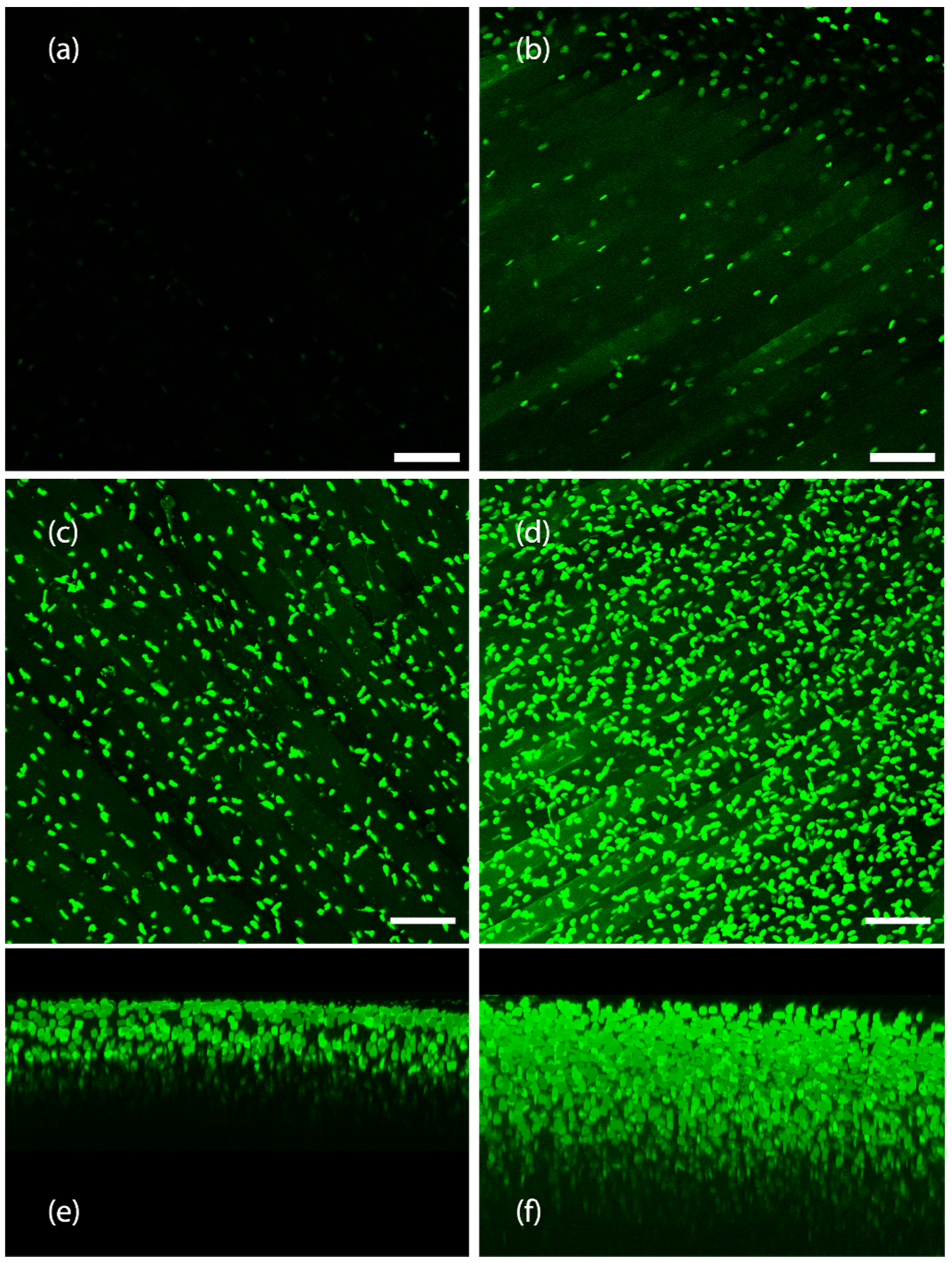 Cells 11 03854 g012 Cells 11 03854 g012