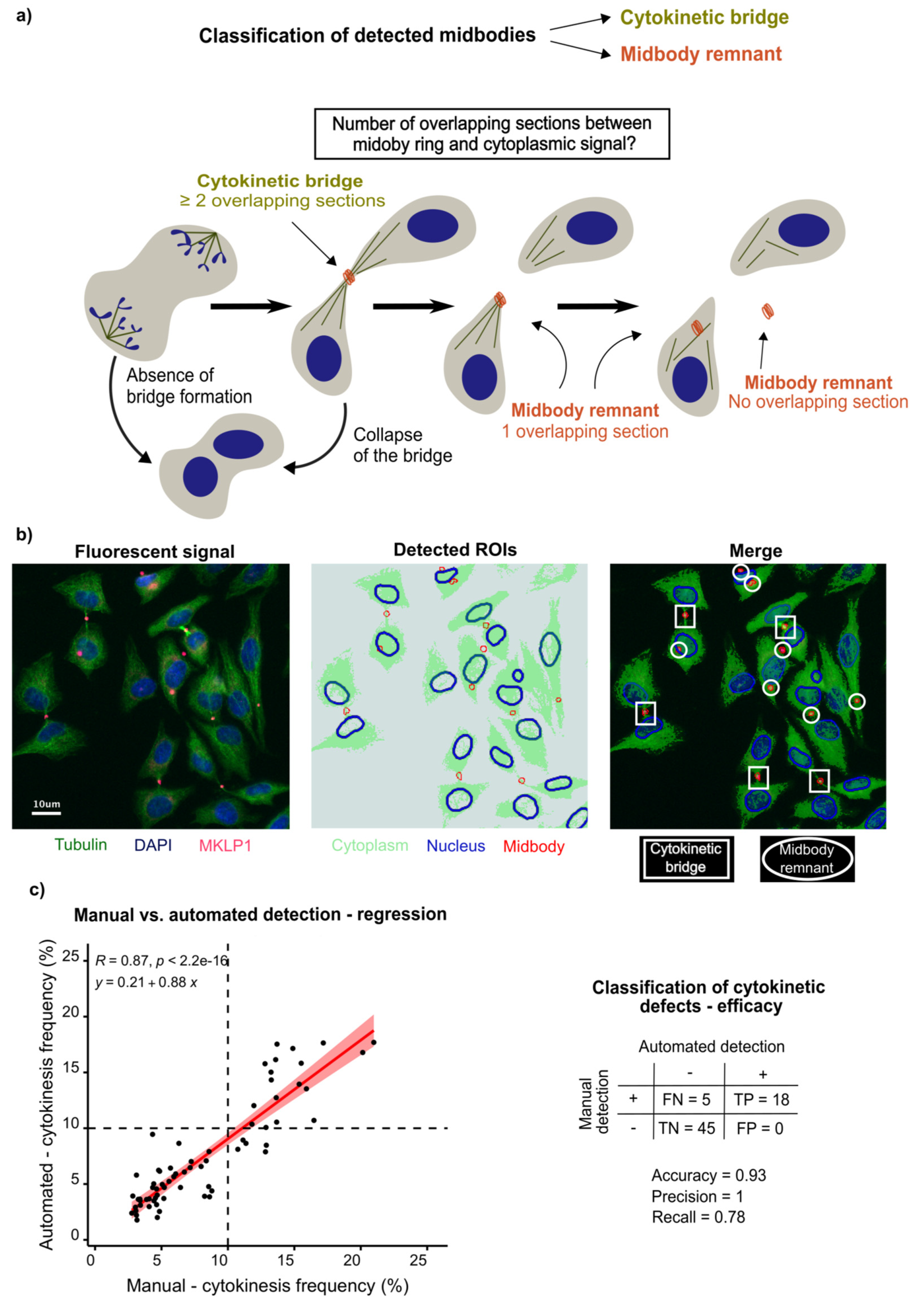 Cells 11 03862 g001