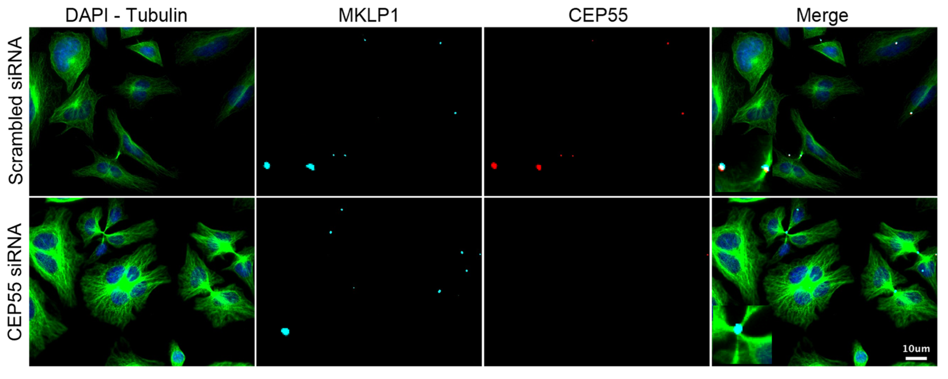 Cells 11 03862 g004