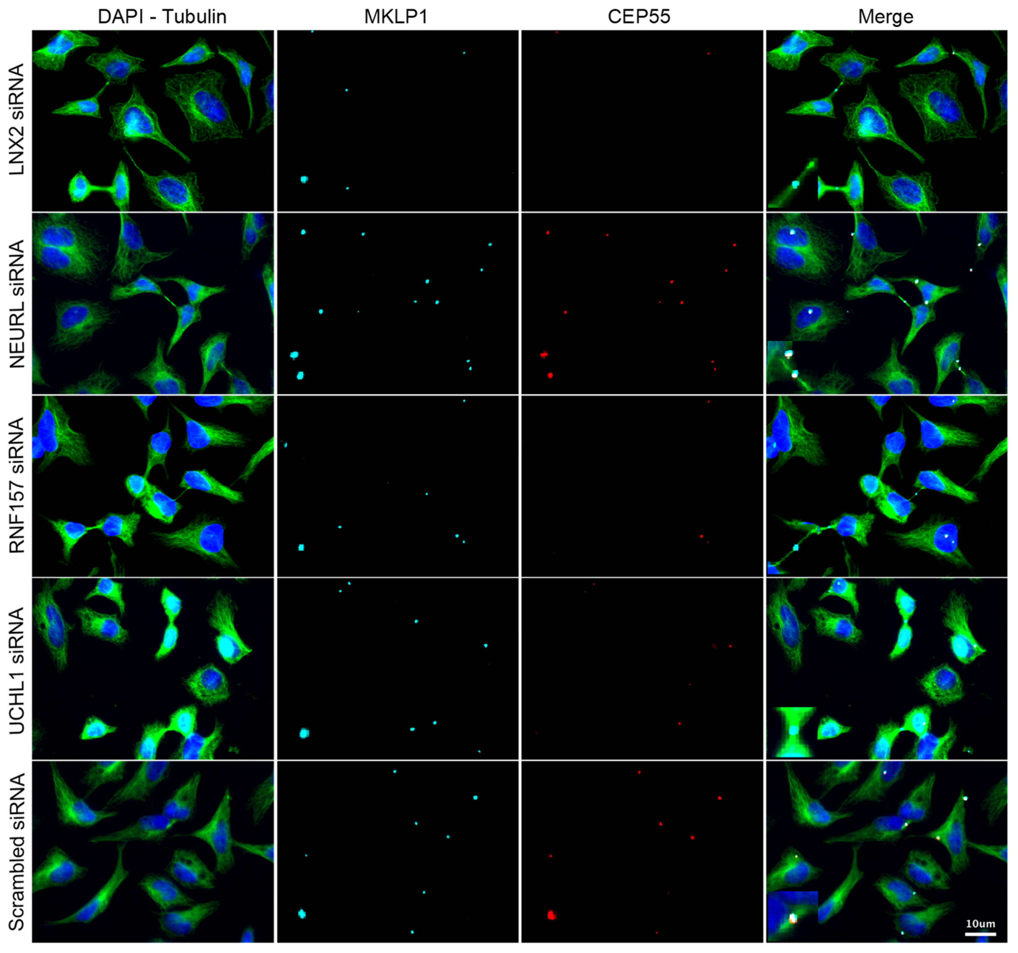 Cells 11 03862 g006